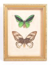 MID CENTURY FRAMED CASED TAXIDERMY BUTTERFLIES