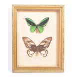 MID CENTURY FRAMED CASED TAXIDERMY BUTTERFLIES
