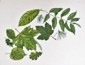 ORIGINAL MACMILLAN PUBLICATION ARTWORK - LEAVES