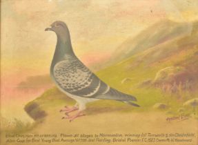 ANDREW BEER (1862-1954) - OIL ON BOARD PIGEON PAINTING