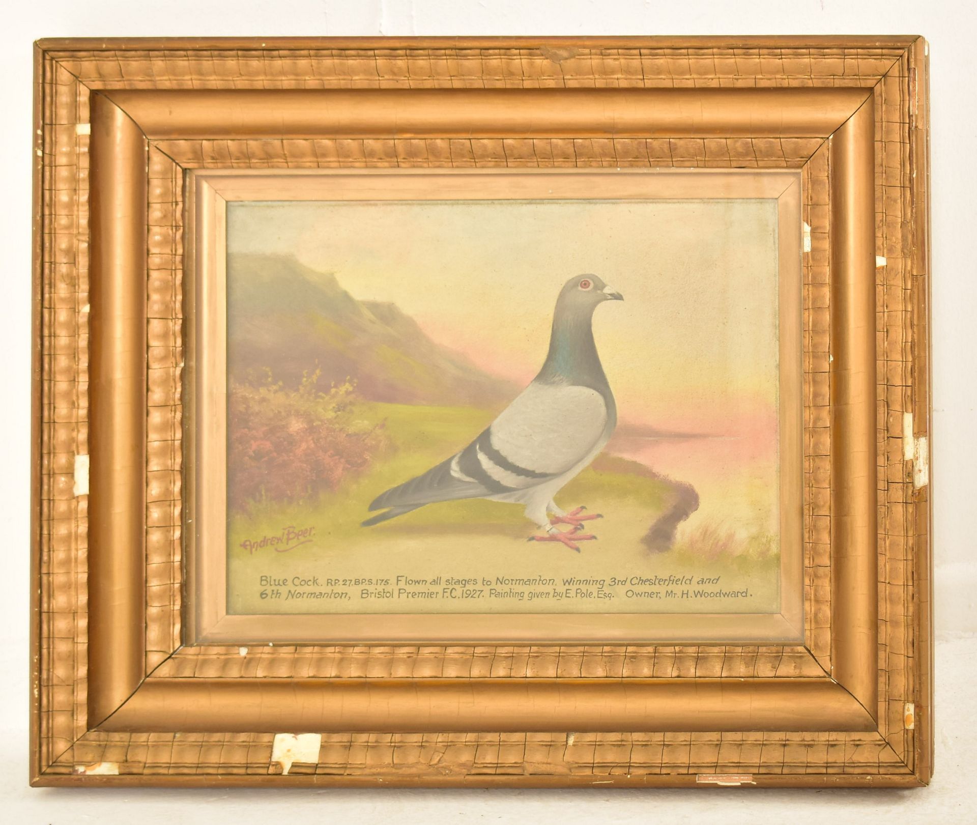 ANDREW BEER (1862-1954) - OIL ON BOARD PIGEON PAINTING - Image 2 of 5