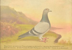 ANDREW BEER (1862-1954) - OIL ON BOARD PIGEON PAINTING