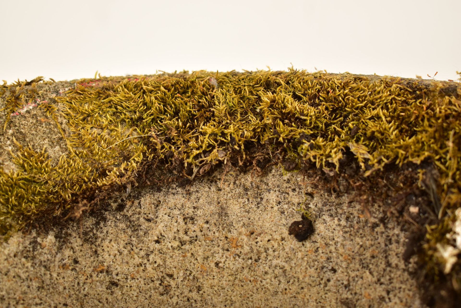 PAIR OF RECONSTITUTED STONE GARDEN PLANTERS - Image 8 of 8