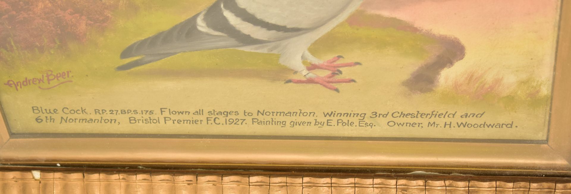 ANDREW BEER (1862-1954) - OIL ON BOARD PIGEON PAINTING - Image 3 of 5