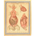 MID CENTURY SWEDISH ANATOMICAL EDUCATIONAL PRINT