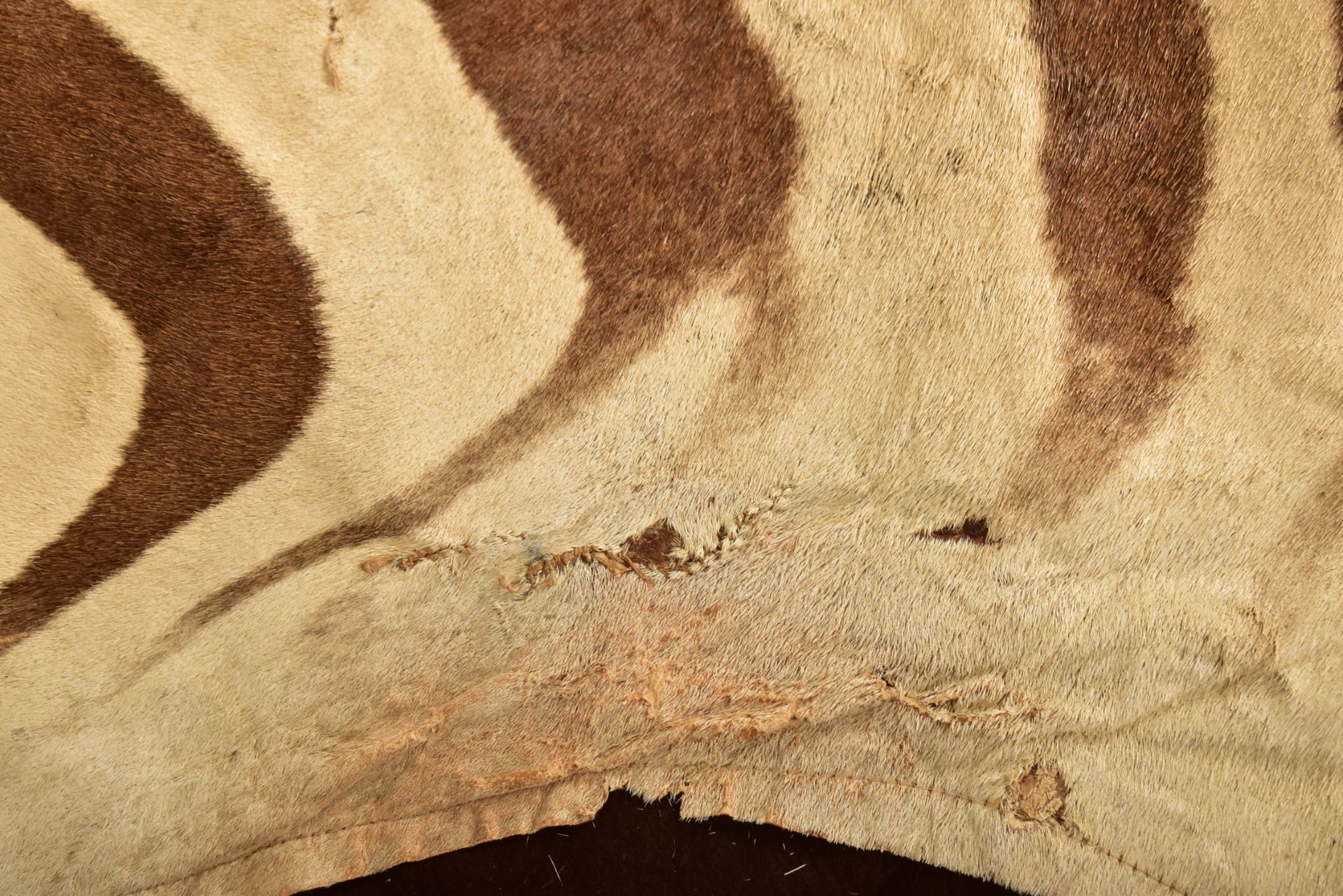 20TH CENTURY TAXIDERMY ZEBRA SKIN HIDE RUG / HANGING - Image 3 of 7