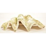 CONCHOLOGY - GIANT CLAM SHELL (TRIDACNA GIGAS) - 77CM WIDE