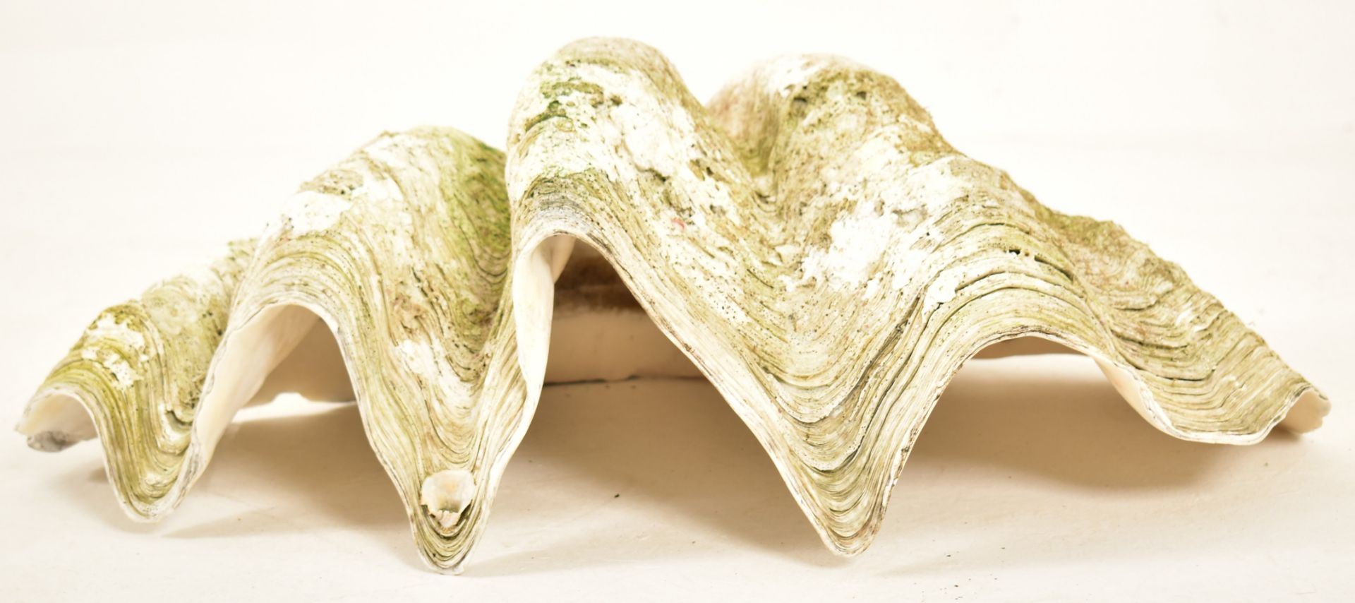 CONCHOLOGY - GIANT CLAM SHELL (TRIDACNA GIGAS) - 77CM WIDE