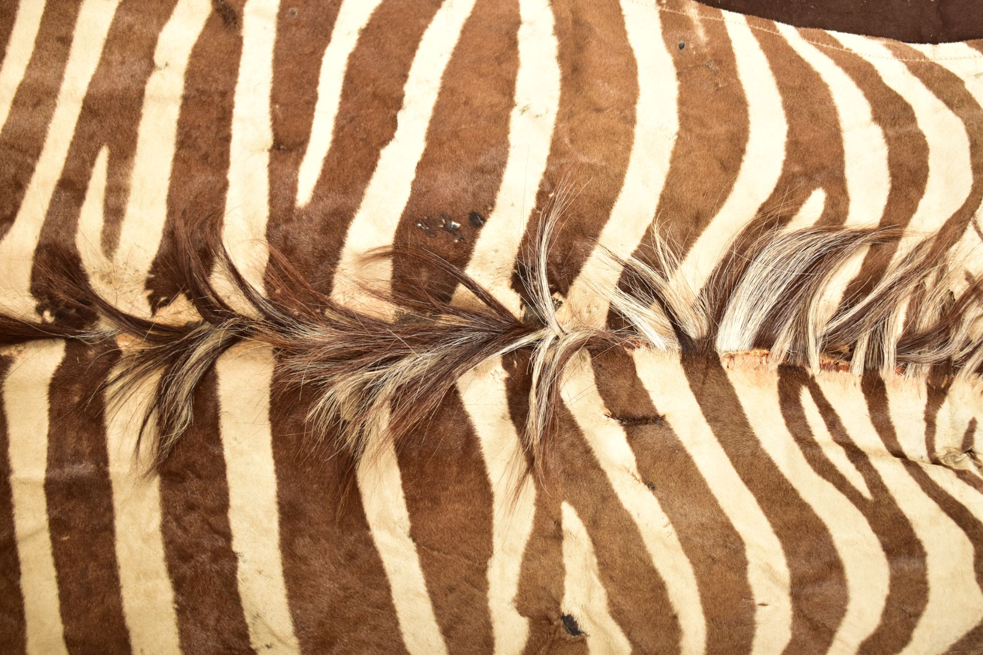 20TH CENTURY TAXIDERMY ZEBRA SKIN HIDE RUG / HANGING - Image 4 of 7