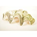 CONCHOLOGY - GIANT CLAM SHELL (TRIDACNA GIGAS) - 53CM WIDE
