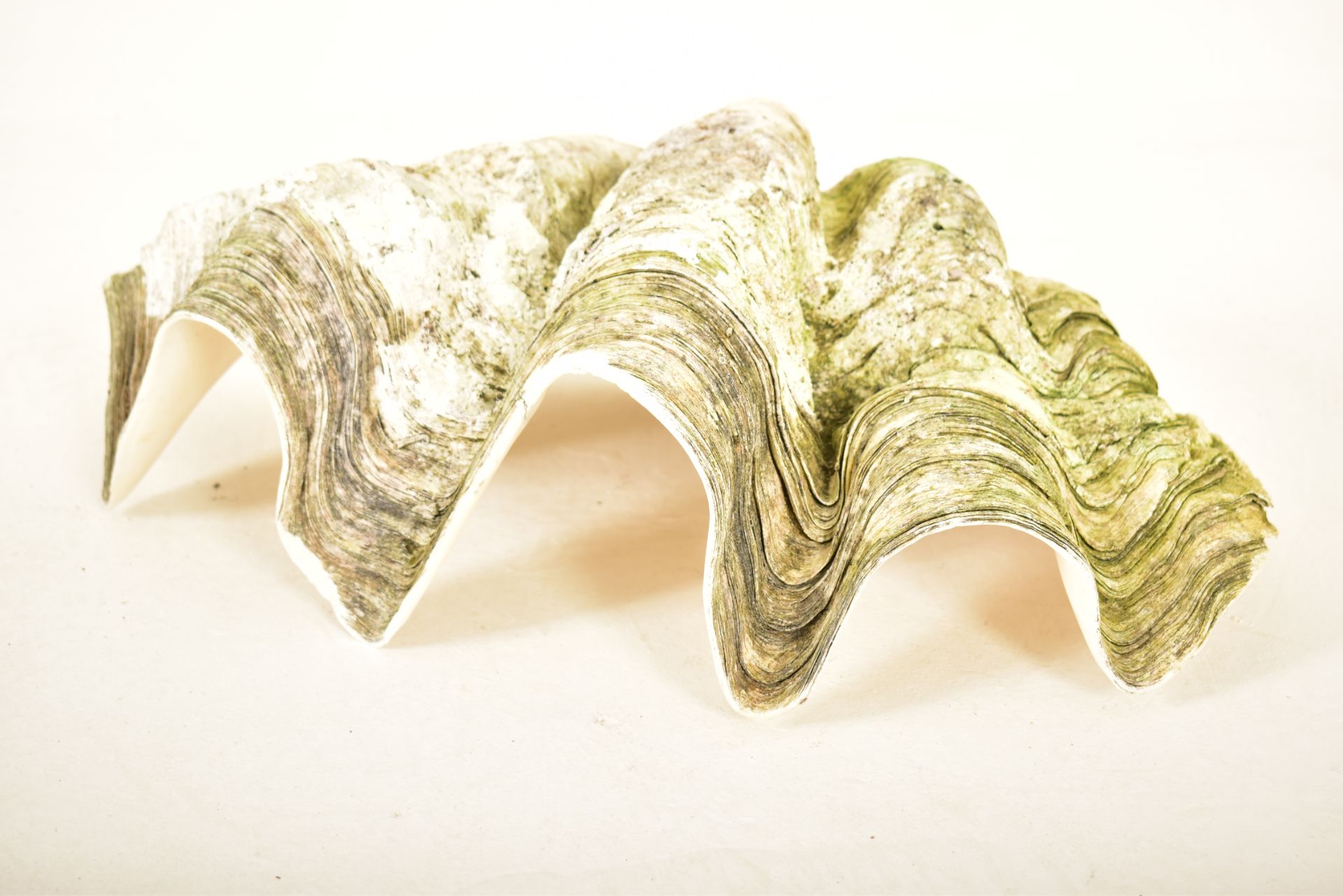 CONCHOLOGY - GIANT CLAM SHELL (TRIDACNA GIGAS) - 53CM WIDE