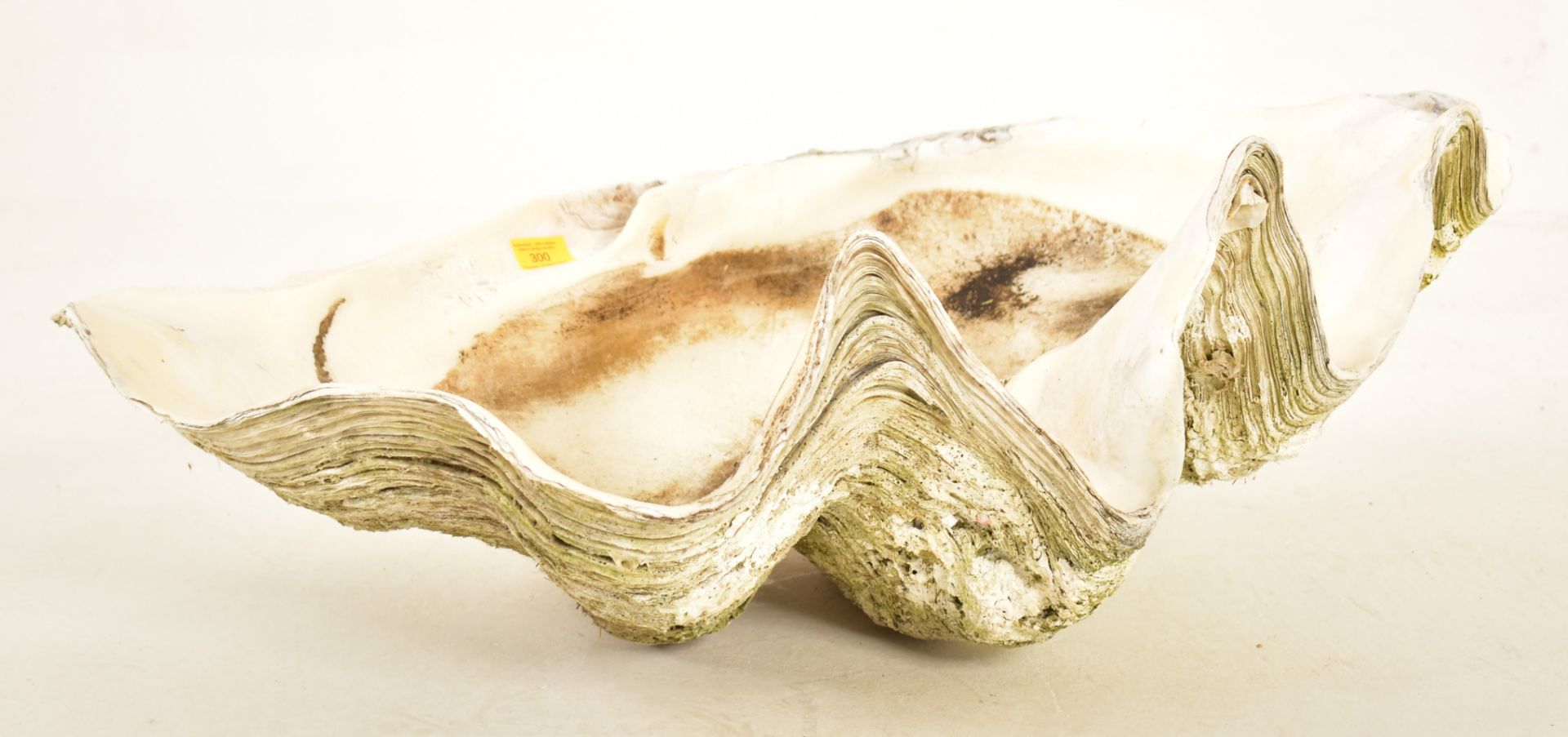 CONCHOLOGY - GIANT CLAM SHELL (TRIDACNA GIGAS) - 77CM WIDE - Image 3 of 5
