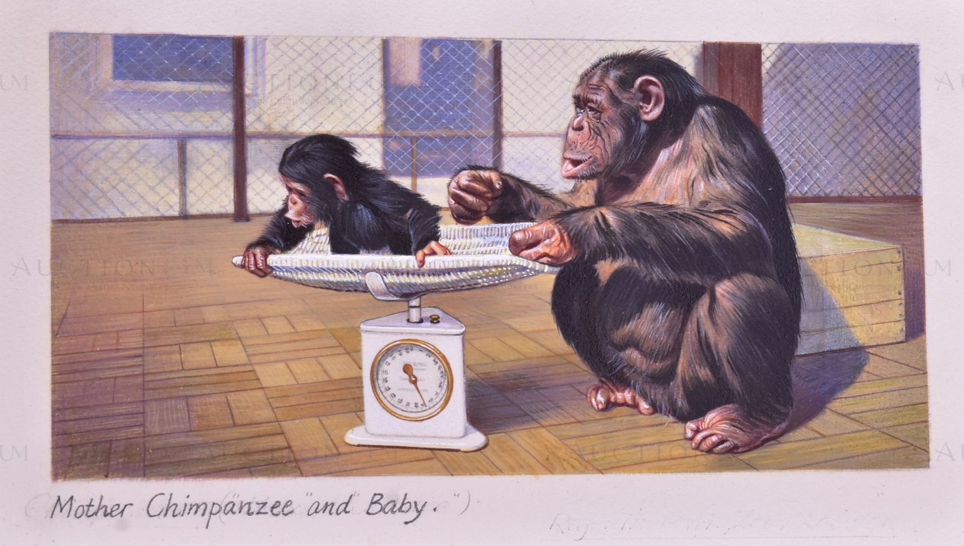 W.D. & H.O. WILLS - ZOO FRIENDS (1939) - ORIGINAL ARTWORK - Image 3 of 4