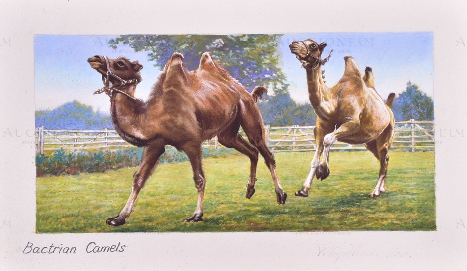 W.D. & H.O. WILLS - ZOO FRIENDS (1939) - ORIGINAL ARTWORK - Image 3 of 4