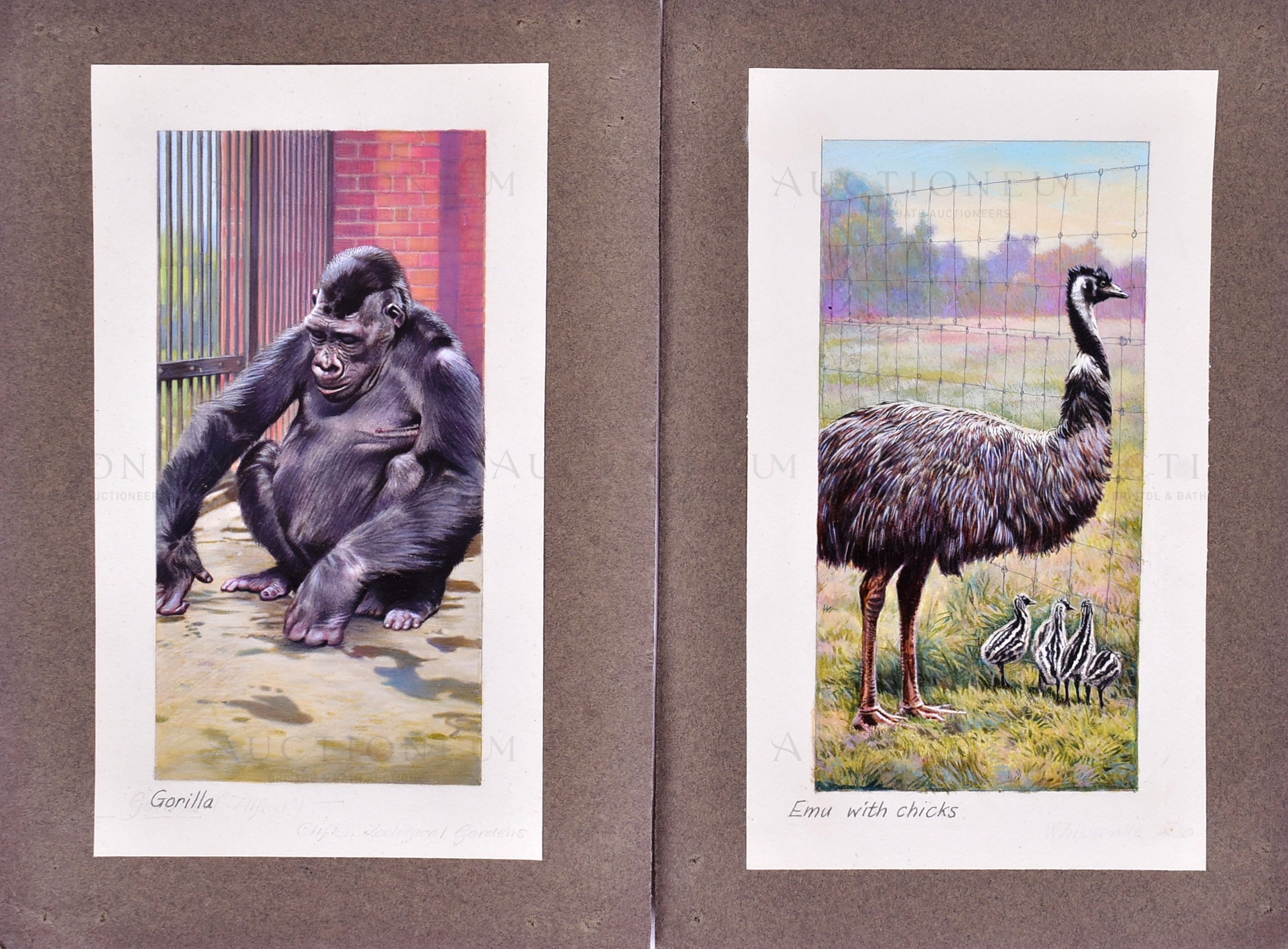 W.D. & H.O. WILLS - ZOO FRIENDS (1939) - ORIGINAL ARTWORK