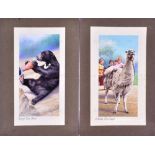 W.D. & H.O. WILLS - ZOO FRIENDS (1939) - ORIGINAL ARTWORK