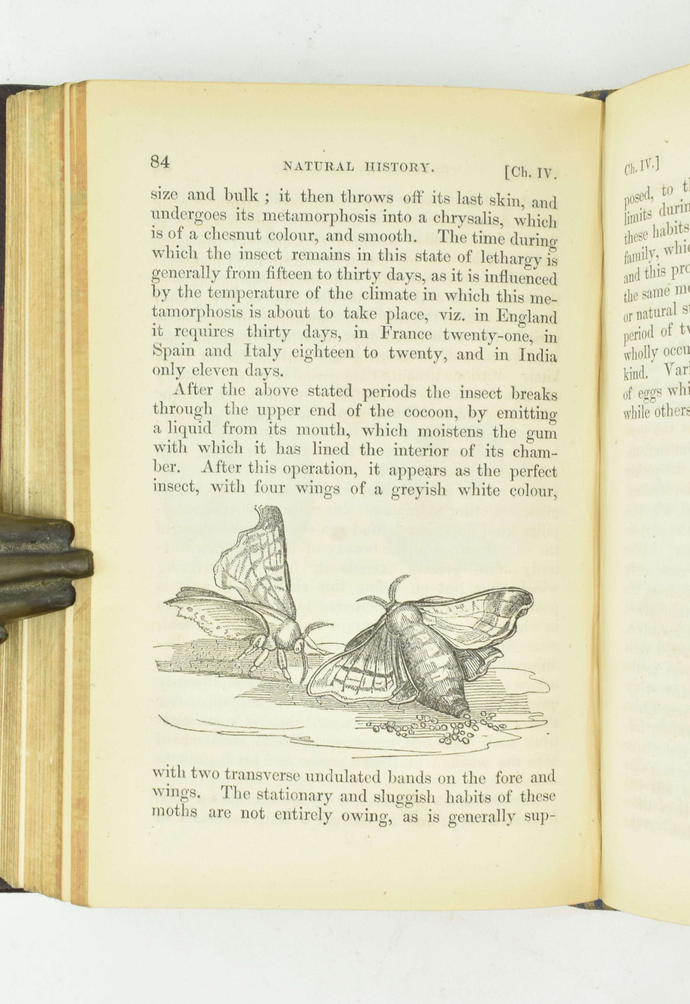 1829 THE NATURAL HISTORY OF INSECTS, TWO VOLUMES IN ONE - Bild 5 aus 5