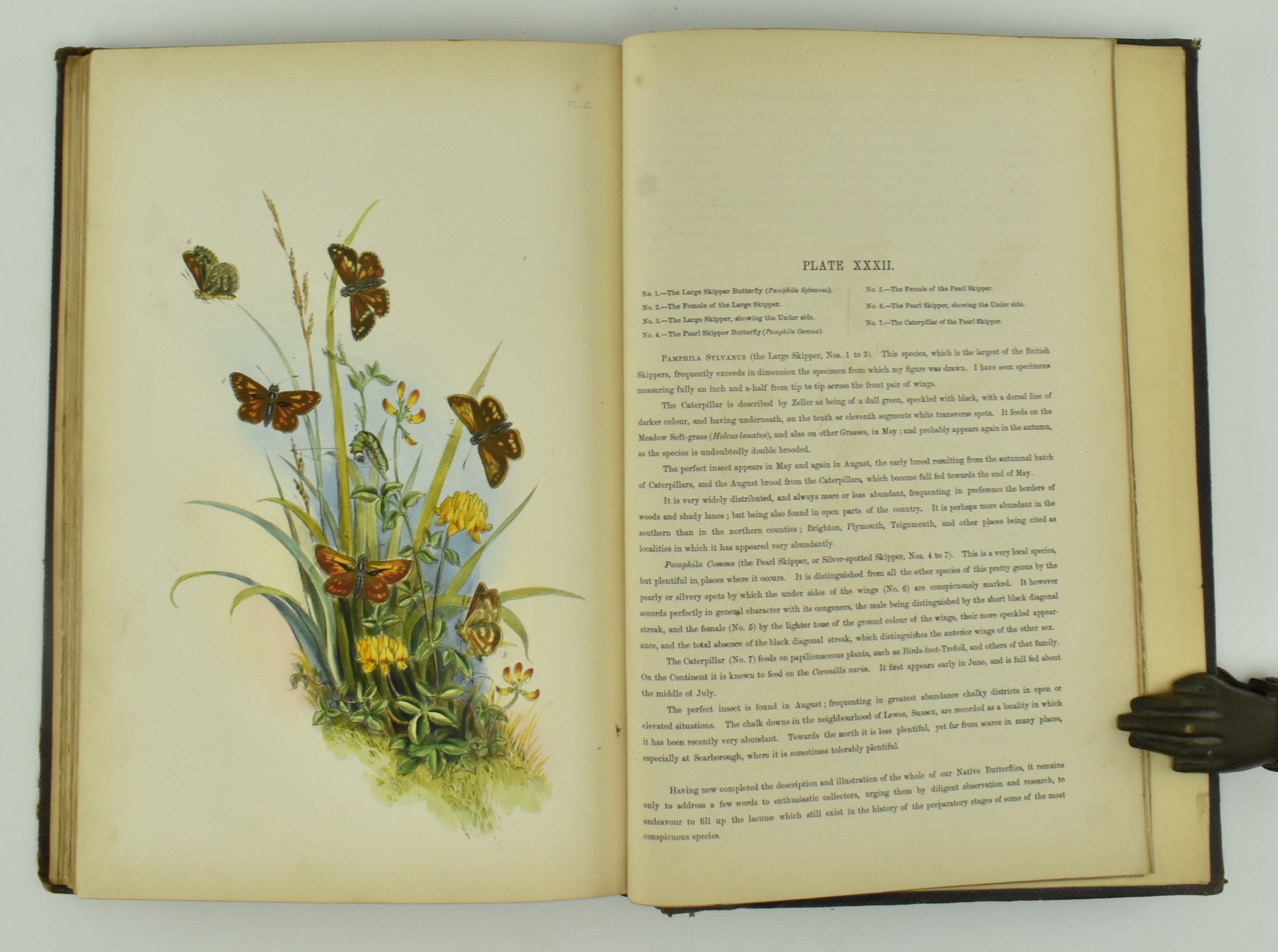 NATURAL HISTORY. THE GENERA AND SPECIES OF BRITISH BUTTERFLIES - Bild 5 aus 5