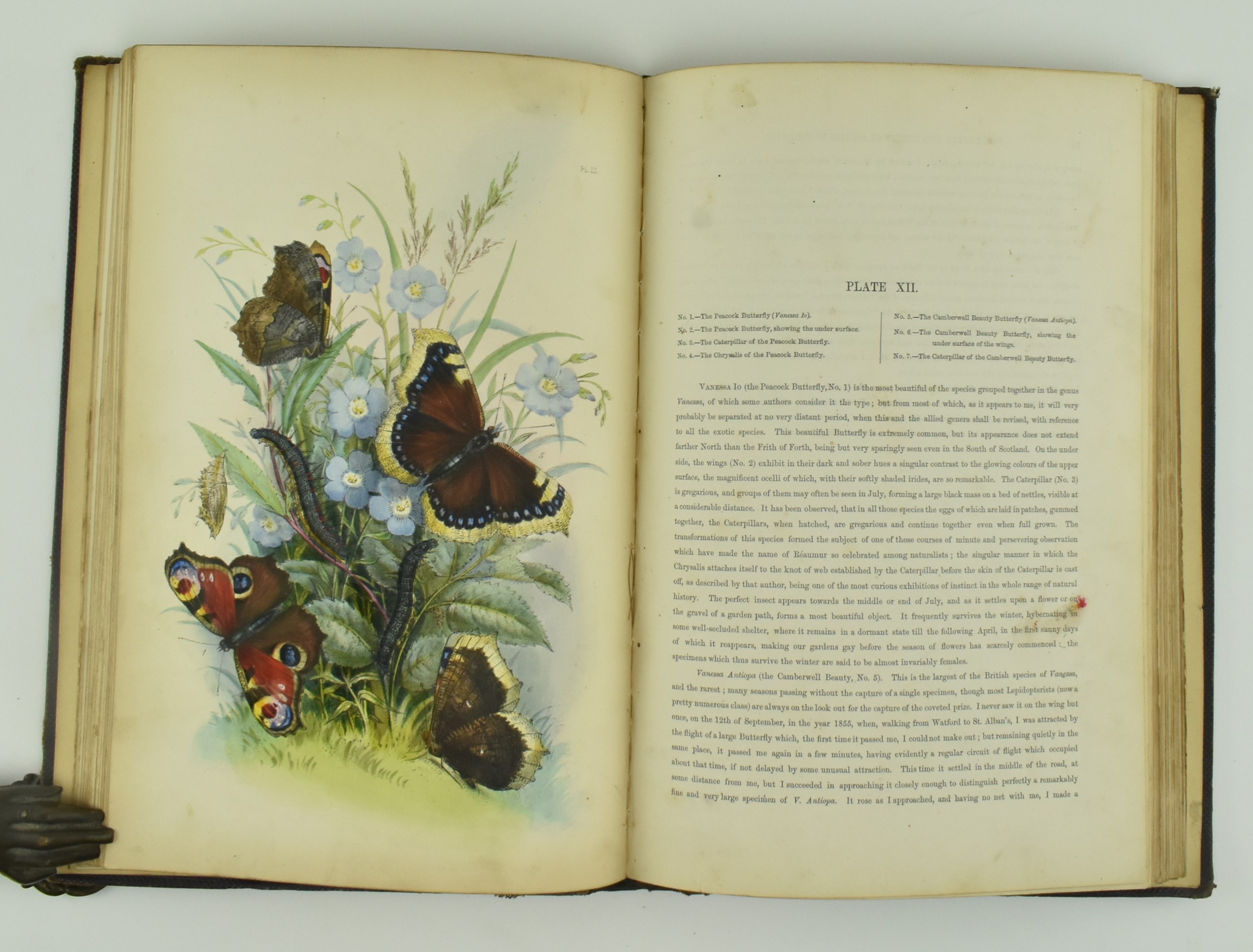 NATURAL HISTORY. THE GENERA AND SPECIES OF BRITISH BUTTERFLIES - Bild 3 aus 5