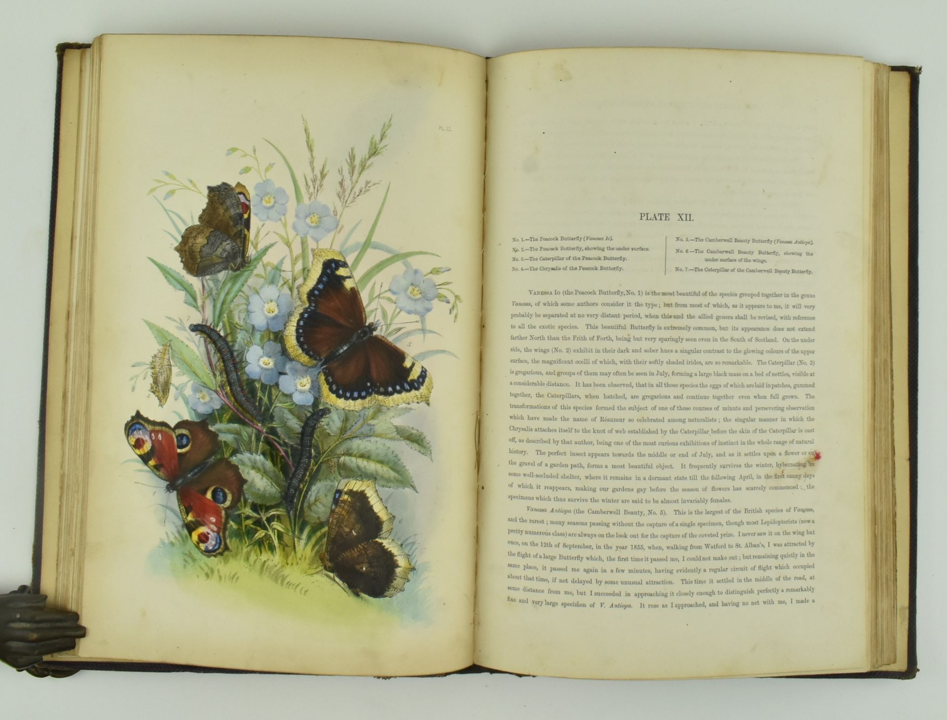 NATURAL HISTORY. THE GENERA AND SPECIES OF BRITISH BUTTERFLIES - Image 3 of 5