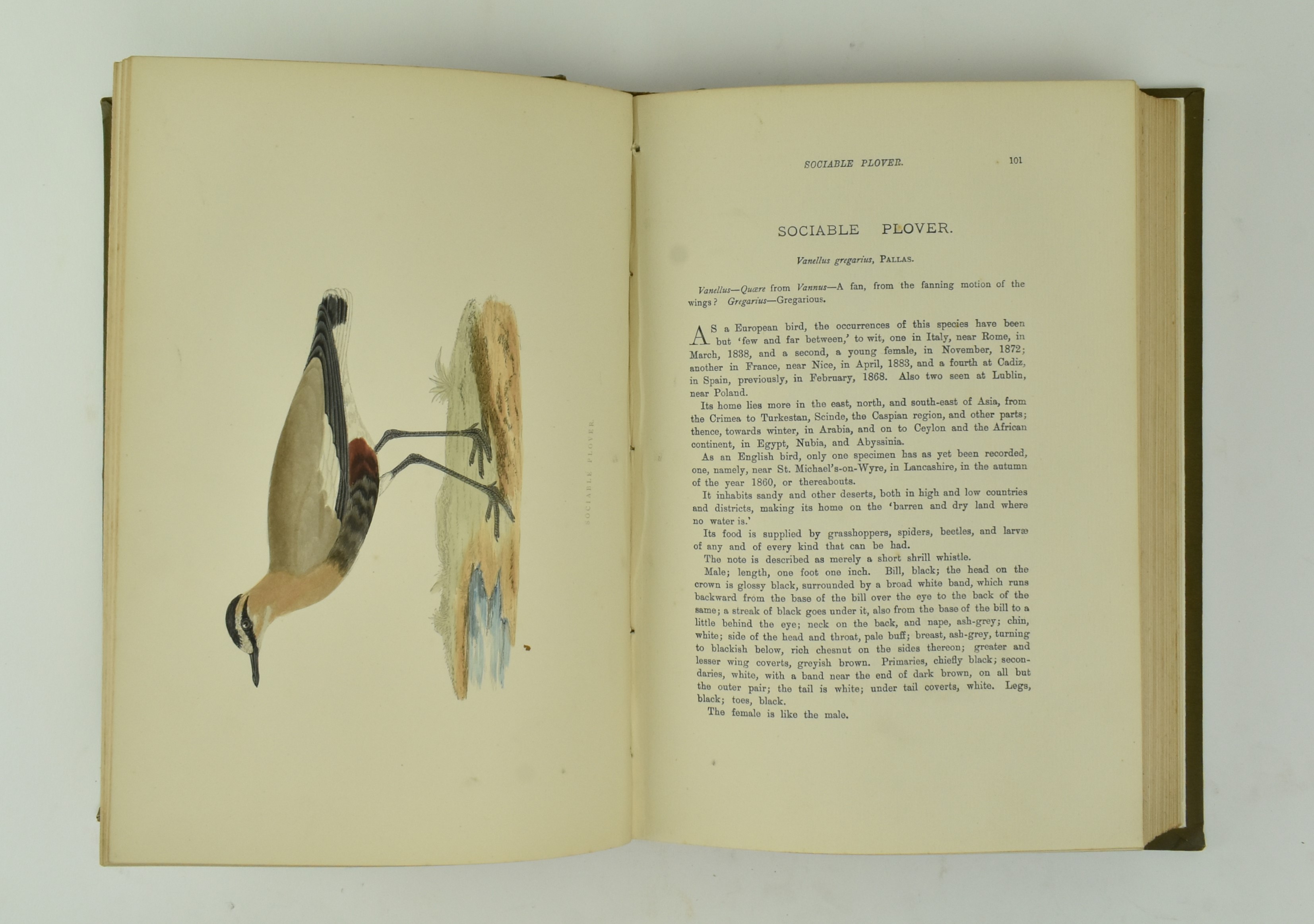 MORRIS, F. O. A HISTORY OF BRITISH BIRDS, 4TH ED IN SIX VOLUMES - Image 6 of 8