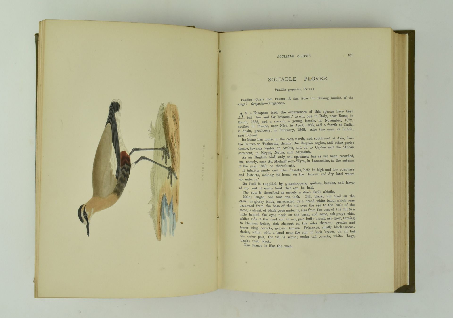 MORRIS, F. O. A HISTORY OF BRITISH BIRDS, 4TH ED IN SIX VOLUMES - Image 6 of 8