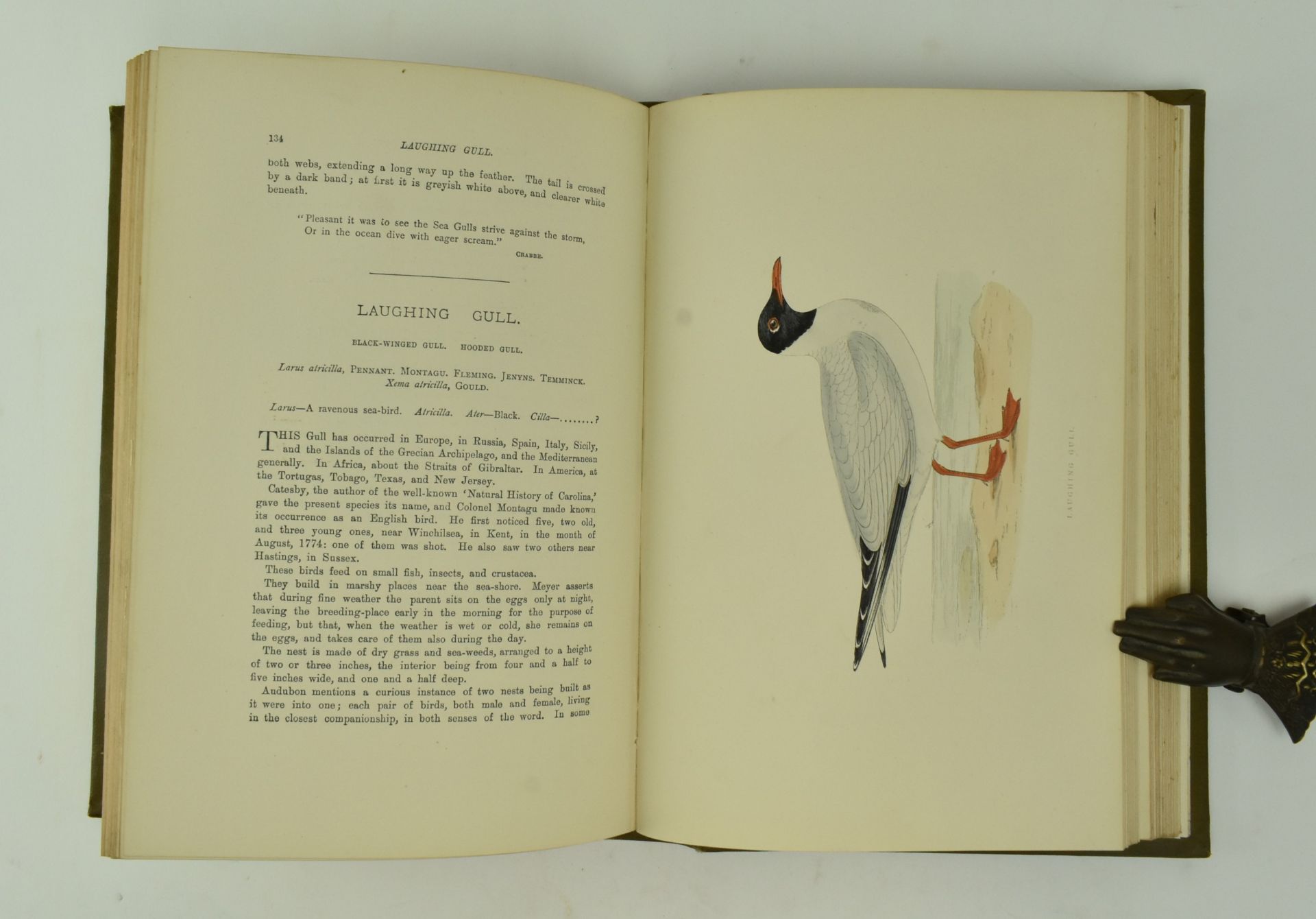 MORRIS, F. O. A HISTORY OF BRITISH BIRDS, 4TH ED IN SIX VOLUMES - Image 8 of 8