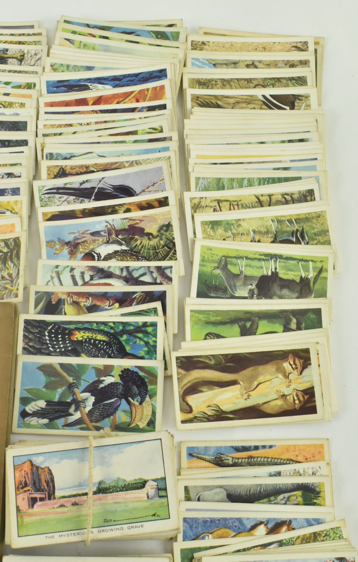 COLLECTION OF EARLY 20TH CENTURY CIGARETTE CARDS - Bild 5 aus 9