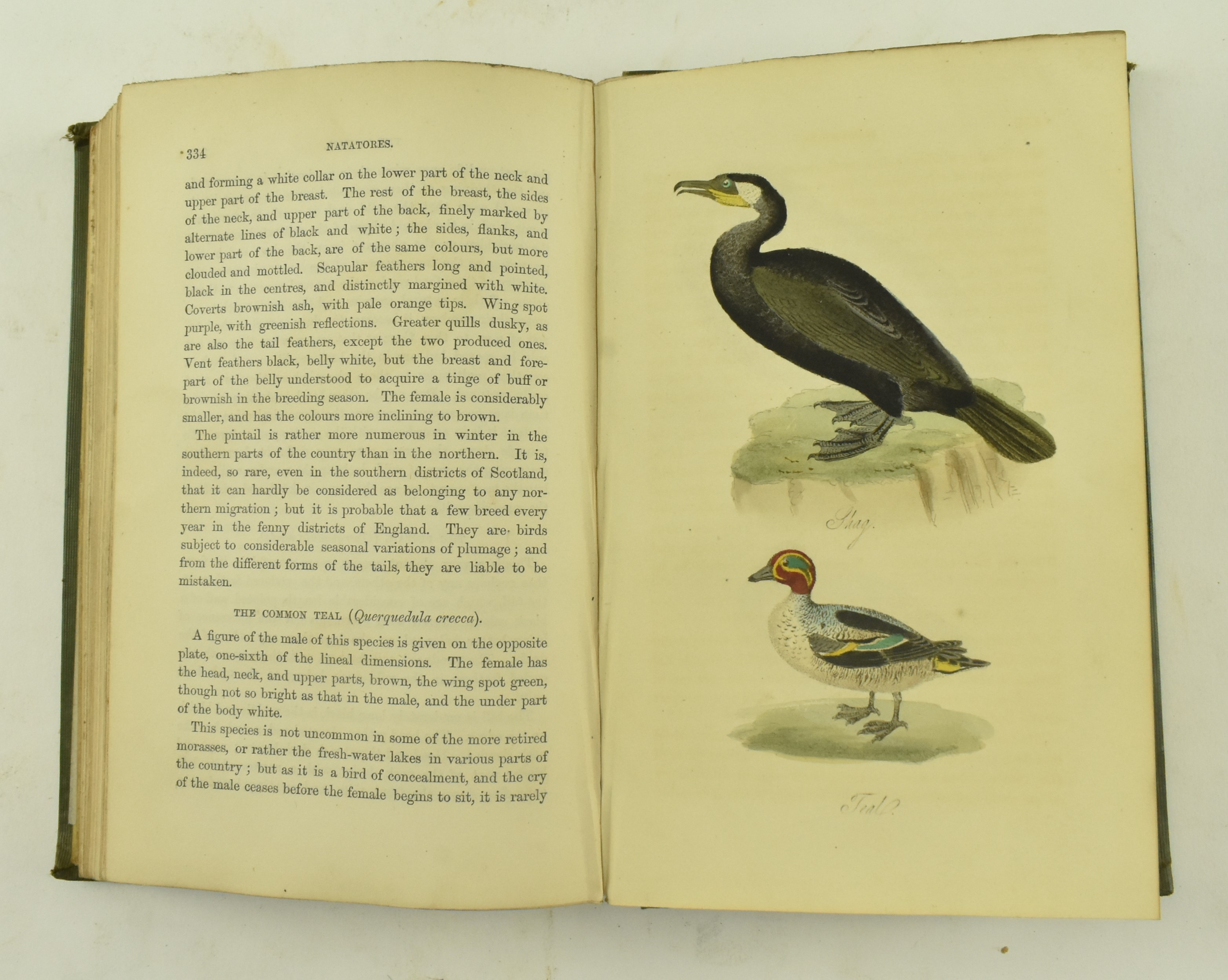 MUDIE, ROBERT. 1853 BRITISH BIRDS FOURTH EDITION IN TWO VOL - Image 9 of 9