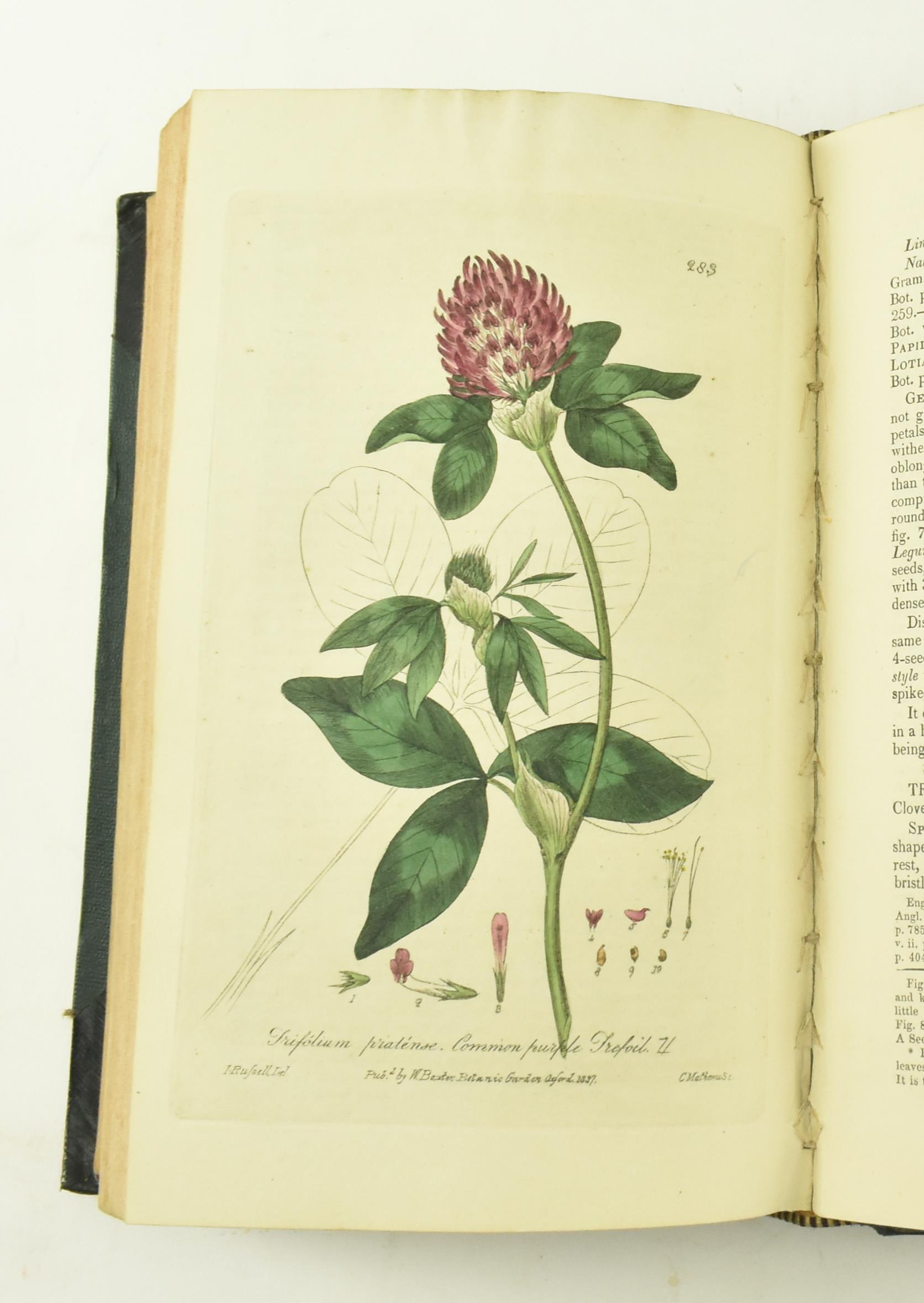 BAXTER, WILLIAM. 1834 BRITISH PHAENOGAMOUS BOTANY 2nd EDITION - Image 8 of 9