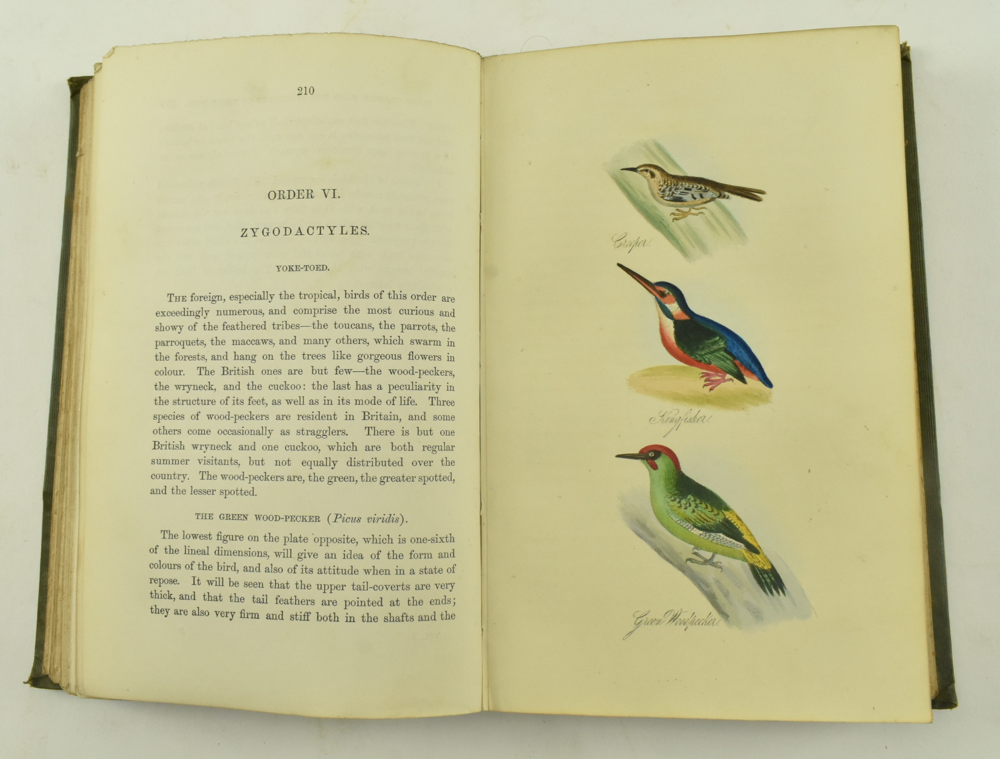MUDIE, ROBERT. 1853 BRITISH BIRDS FOURTH EDITION IN TWO VOL - Image 5 of 9