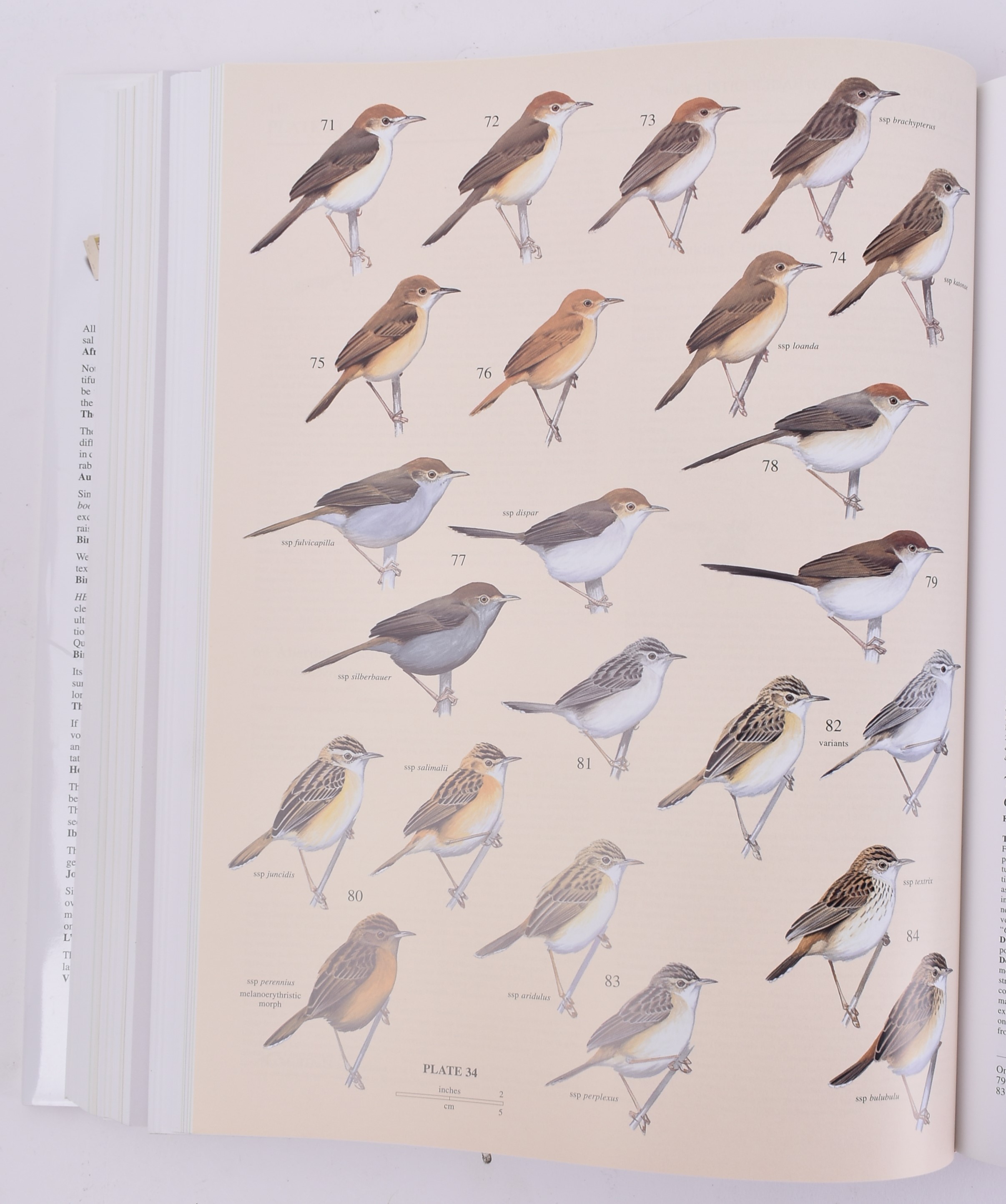 1992 - HANDBOOK OF THE BIRDS OF THE WORLD - VOLS 1, 2, 3, 4, 9 & 11 - Image 5 of 7