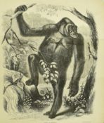 1861 EXPLORATIONS IN EQUATORIAL AFRICA - PAUL DU CHAILLU
