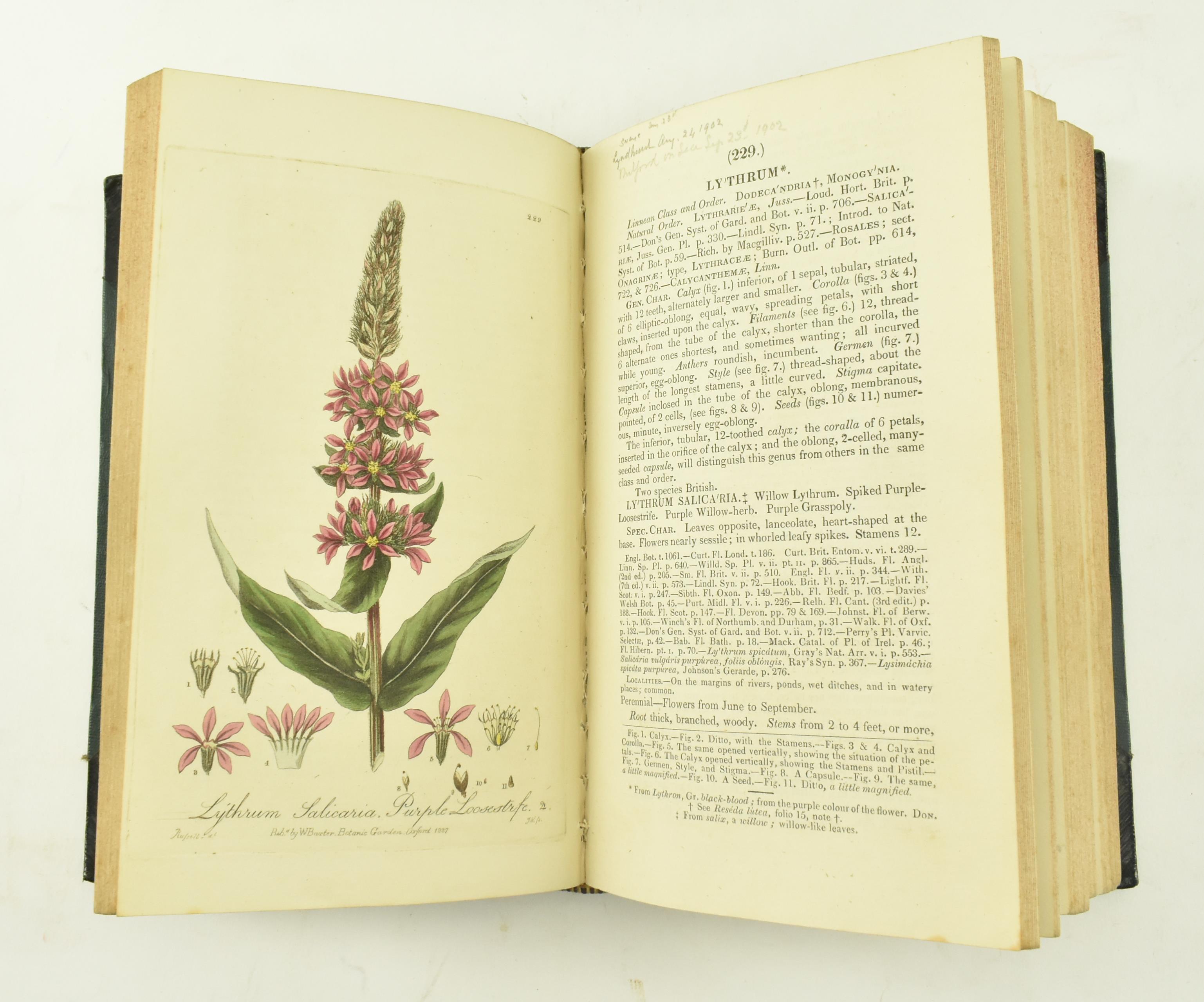 BAXTER, WILLIAM. 1834 BRITISH PHAENOGAMOUS BOTANY 2nd EDITION - Image 7 of 9