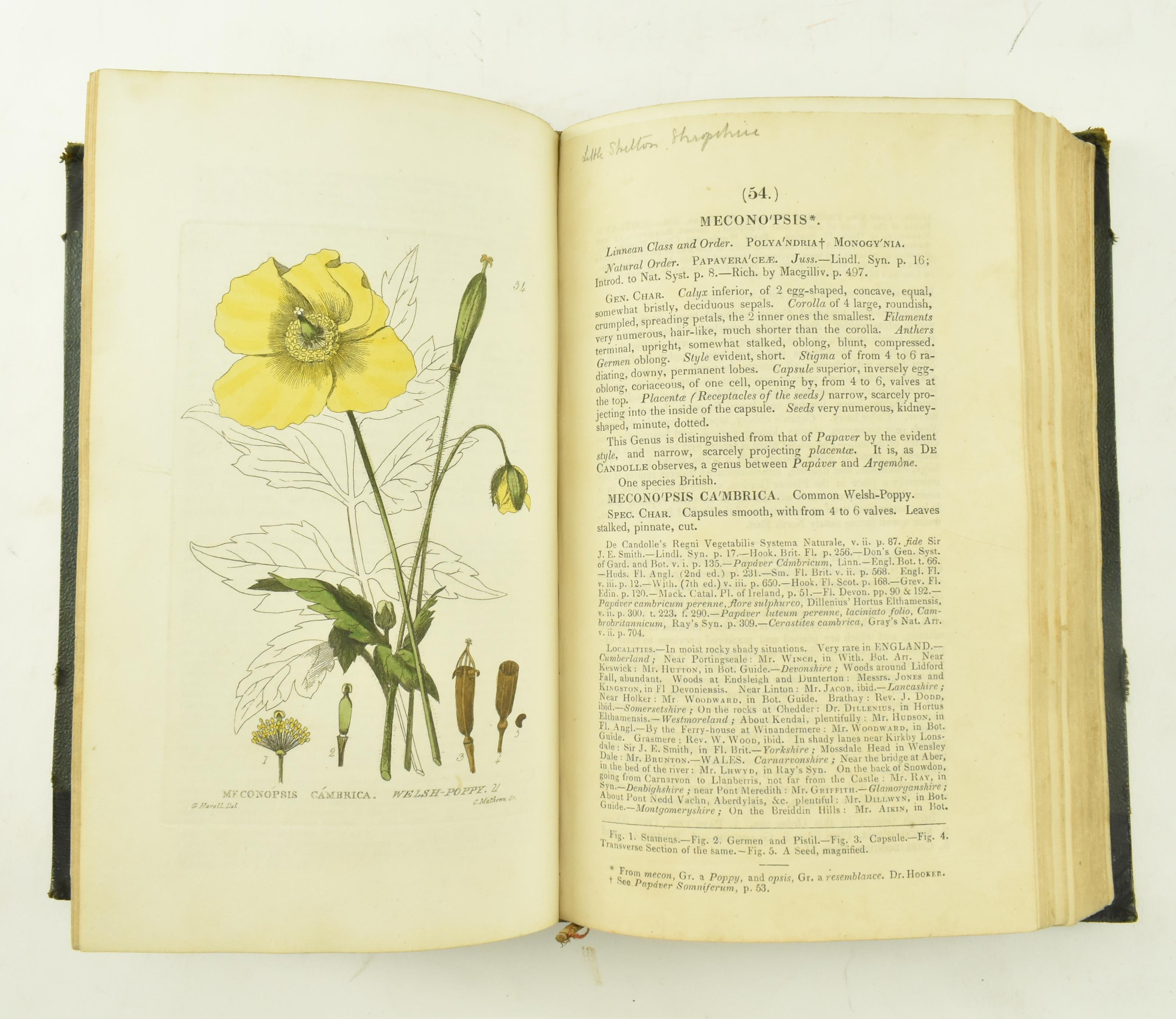 BAXTER, WILLIAM. 1834 BRITISH PHAENOGAMOUS BOTANY 2nd EDITION - Image 4 of 9