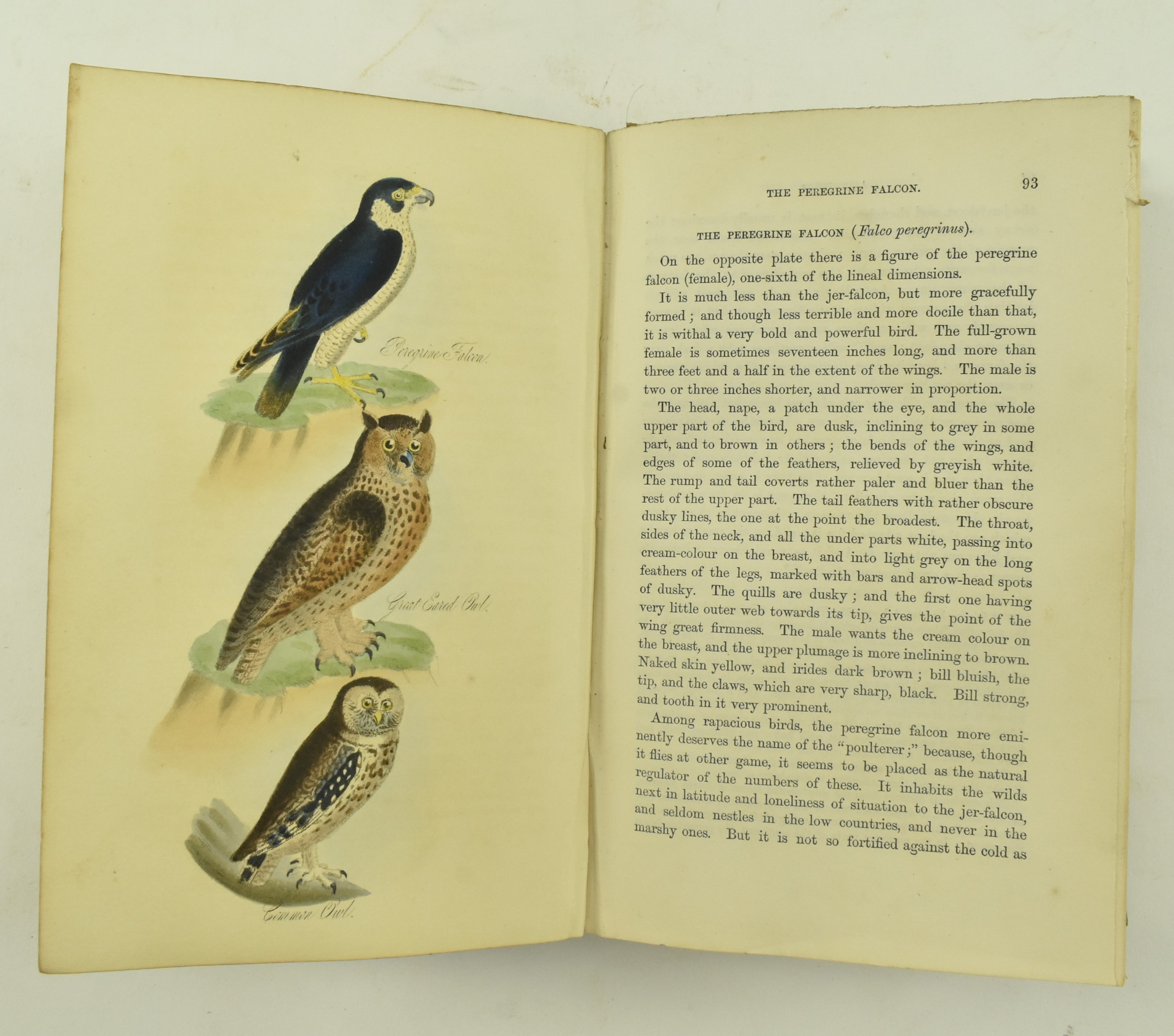 MUDIE, ROBERT. 1853 BRITISH BIRDS FOURTH EDITION IN TWO VOL - Image 4 of 9