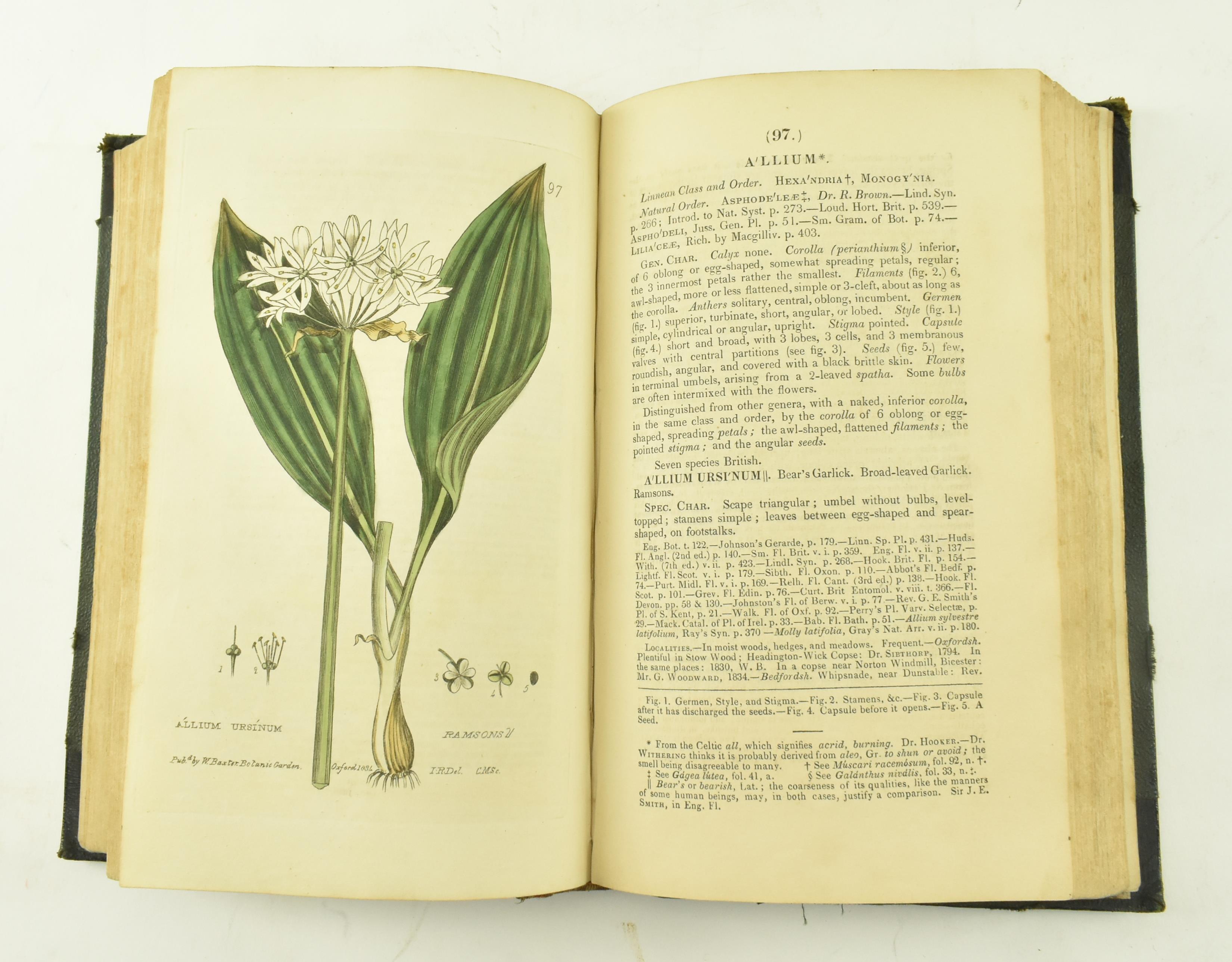 BAXTER, WILLIAM. 1834 BRITISH PHAENOGAMOUS BOTANY 2nd EDITION - Image 6 of 9