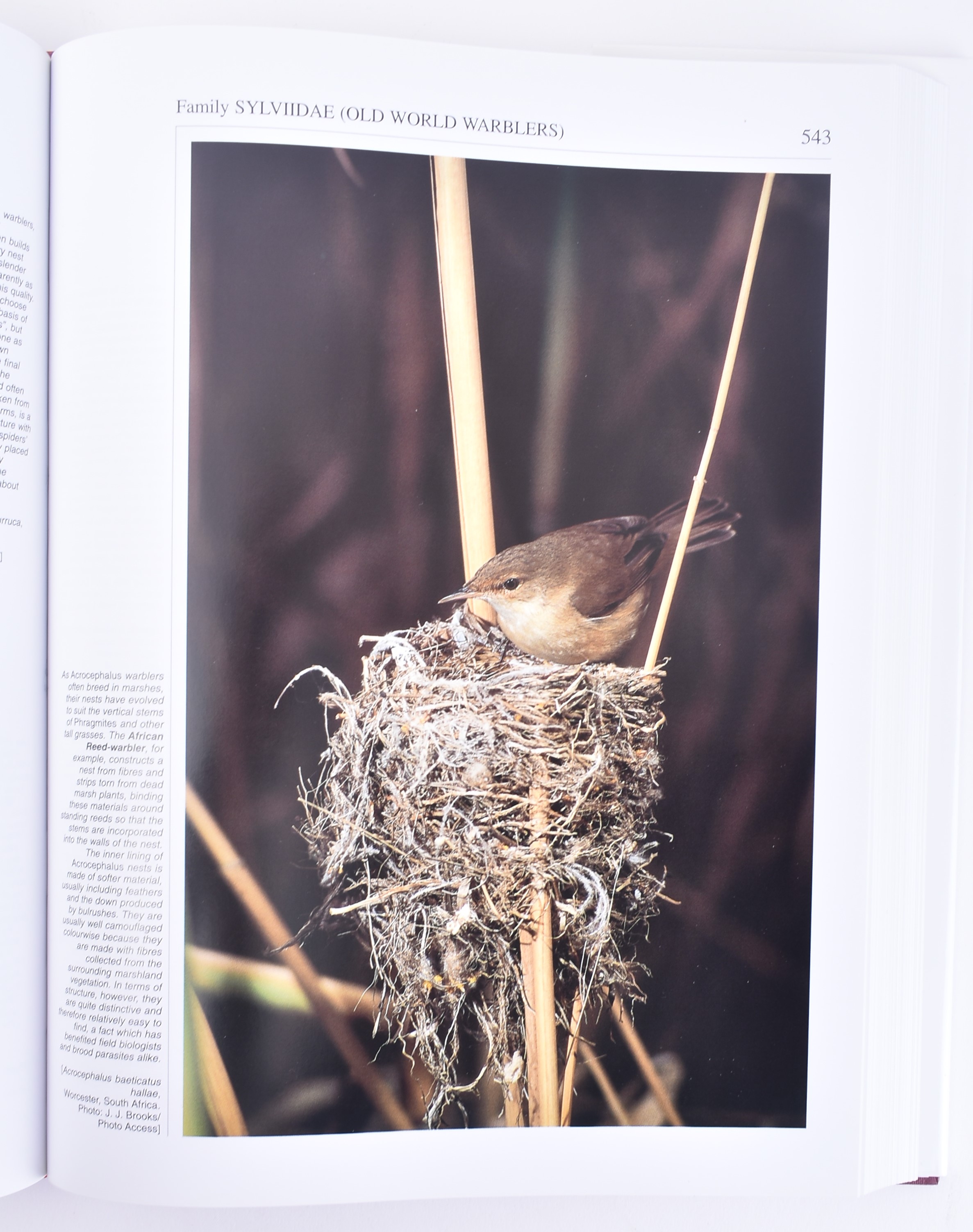 1992 - HANDBOOK OF THE BIRDS OF THE WORLD - VOLS 1, 2, 3, 4, 9 & 11 - Image 4 of 7