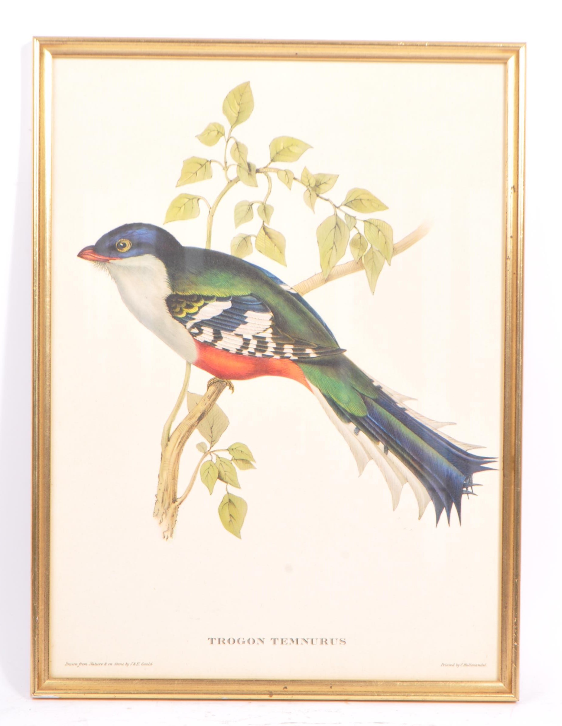J & E GOULD - TWO VINTAGE 20TH CENTURY BIRD PRINTS - Image 3 of 5