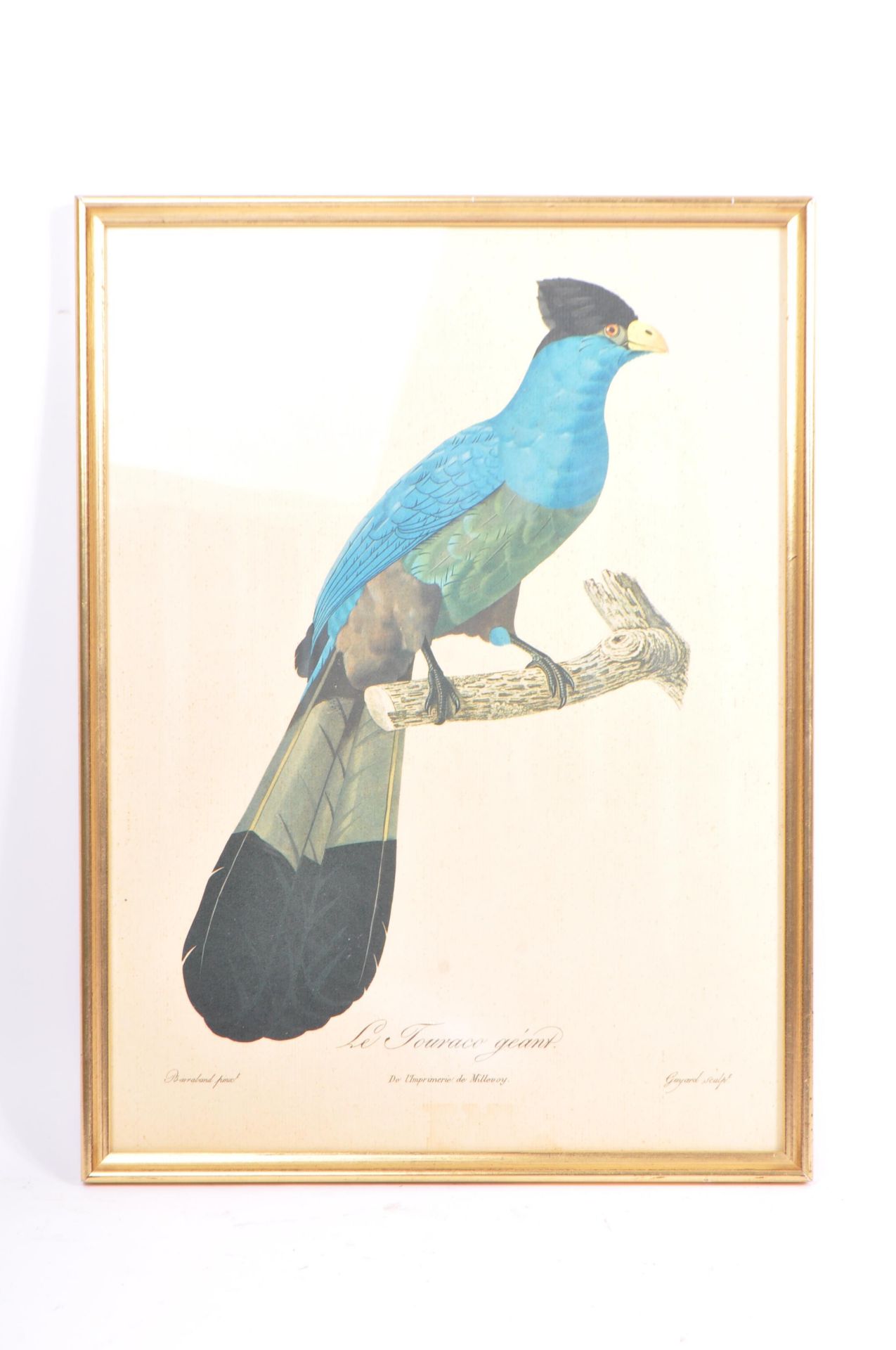 J & E GOULD - TWO VINTAGE 20TH CENTURY BIRD PRINTS - Image 2 of 5