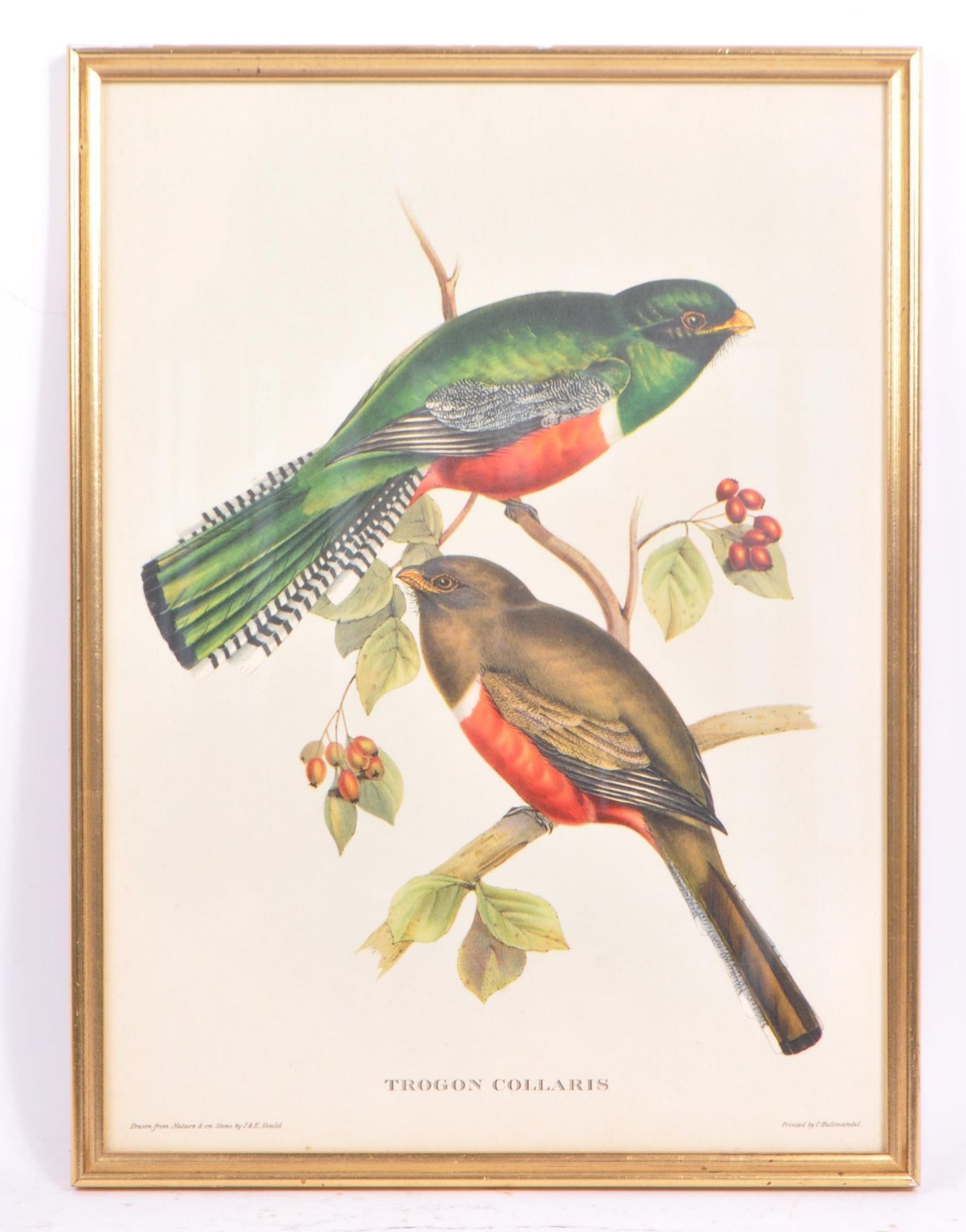 J & E GOULD - TWO VINTAGE 20TH CENTURY BIRD PRINTS - Bild 4 aus 5