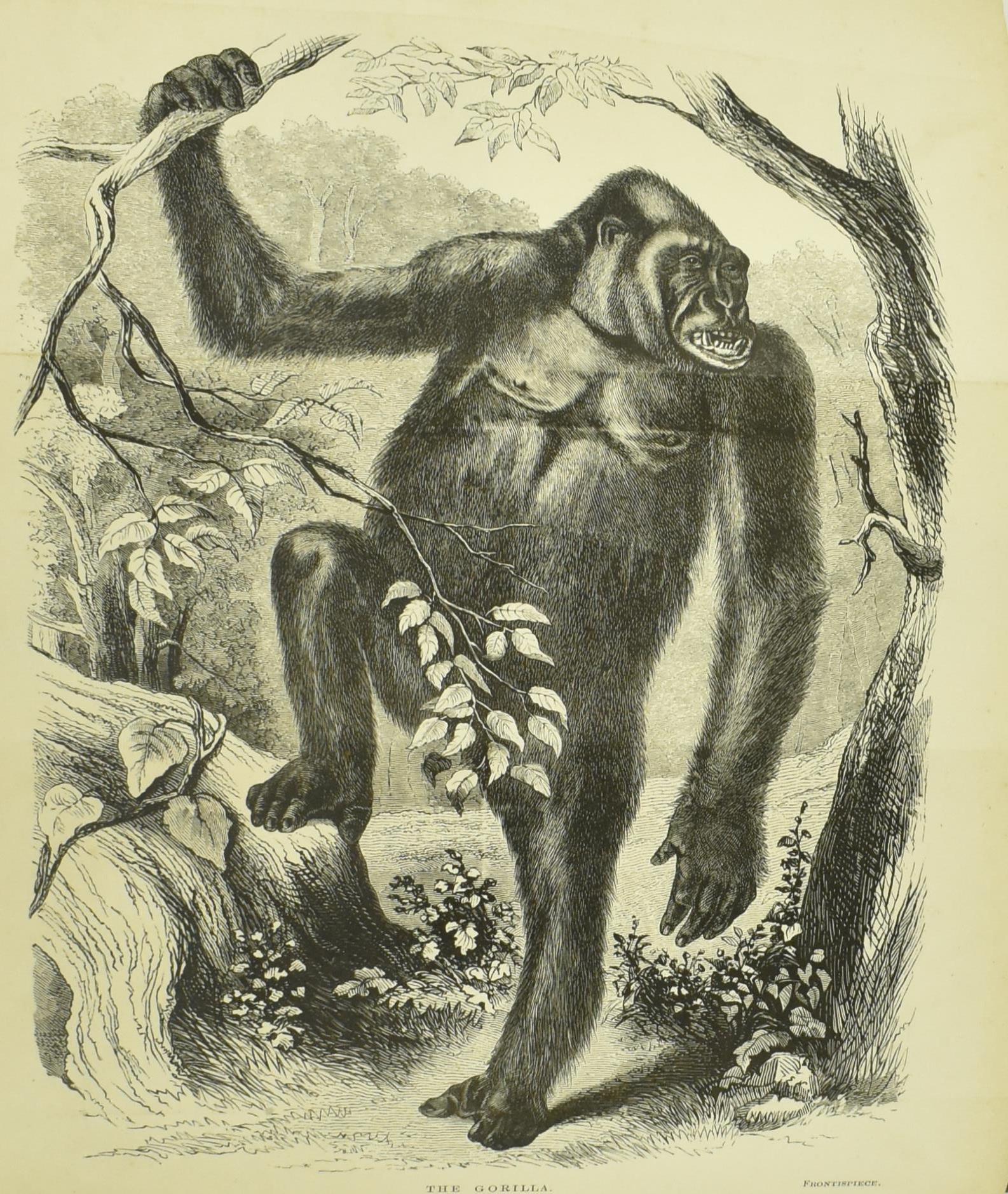 1861 EXPLORATIONS IN EQUATORIAL AFRICA - PAUL DU CHAILLU - Image 2 of 6