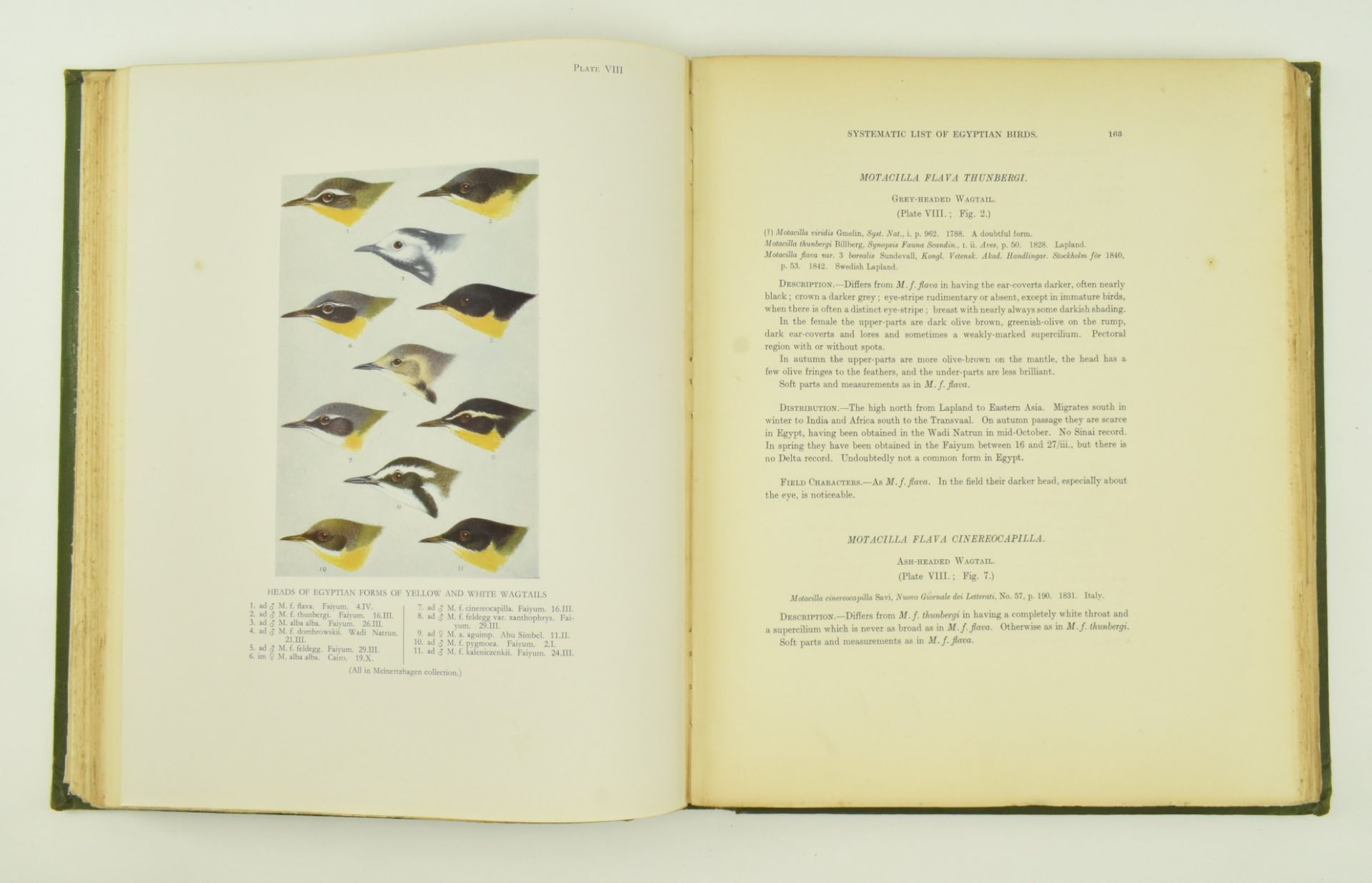 ORNITHOLOGY. 1930 NICOLL'S BIRDS OF EGYPT, R. MEINERTZHAGEN - Bild 5 aus 10