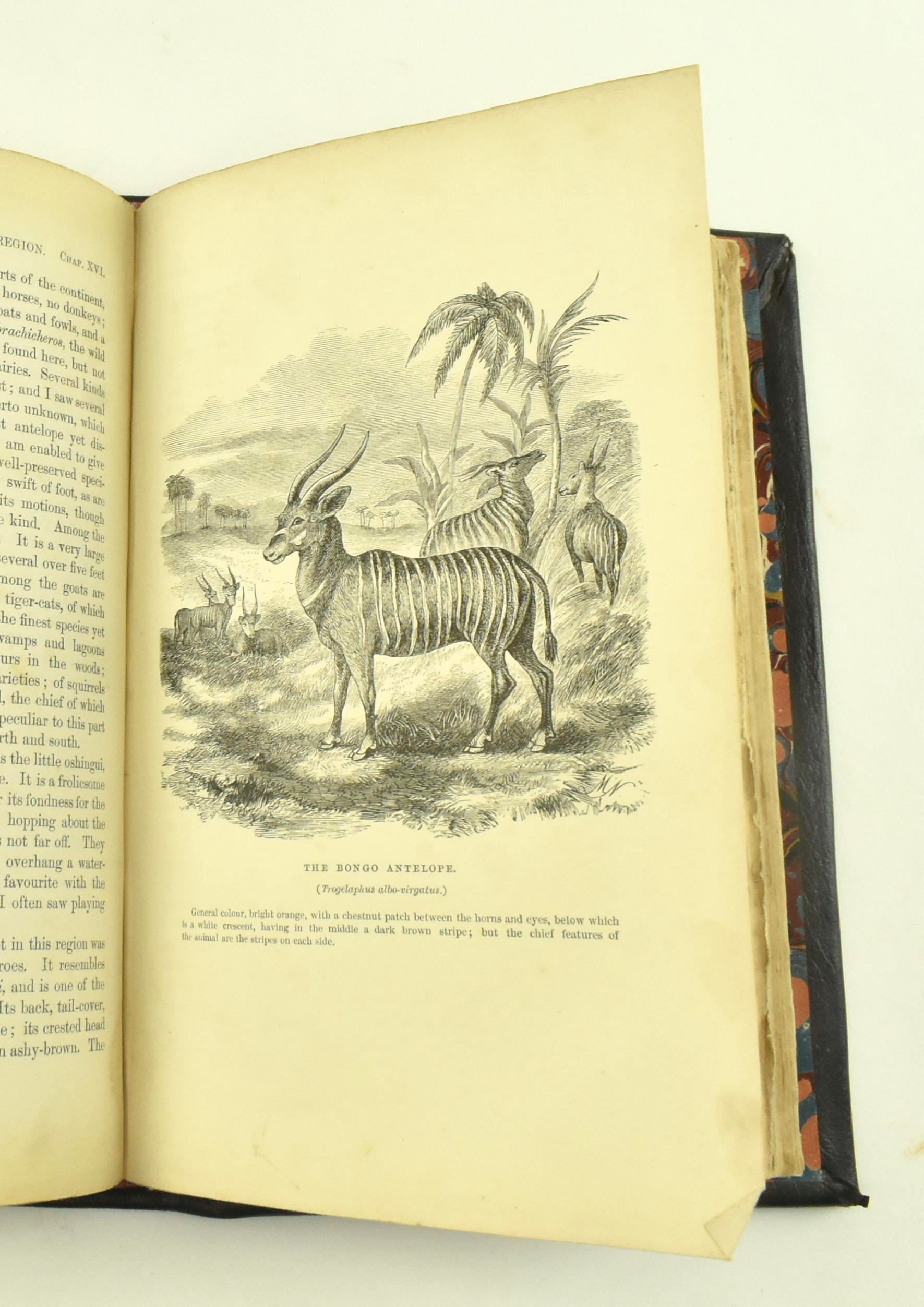 1861 EXPLORATIONS IN EQUATORIAL AFRICA - PAUL DU CHAILLU - Image 5 of 6