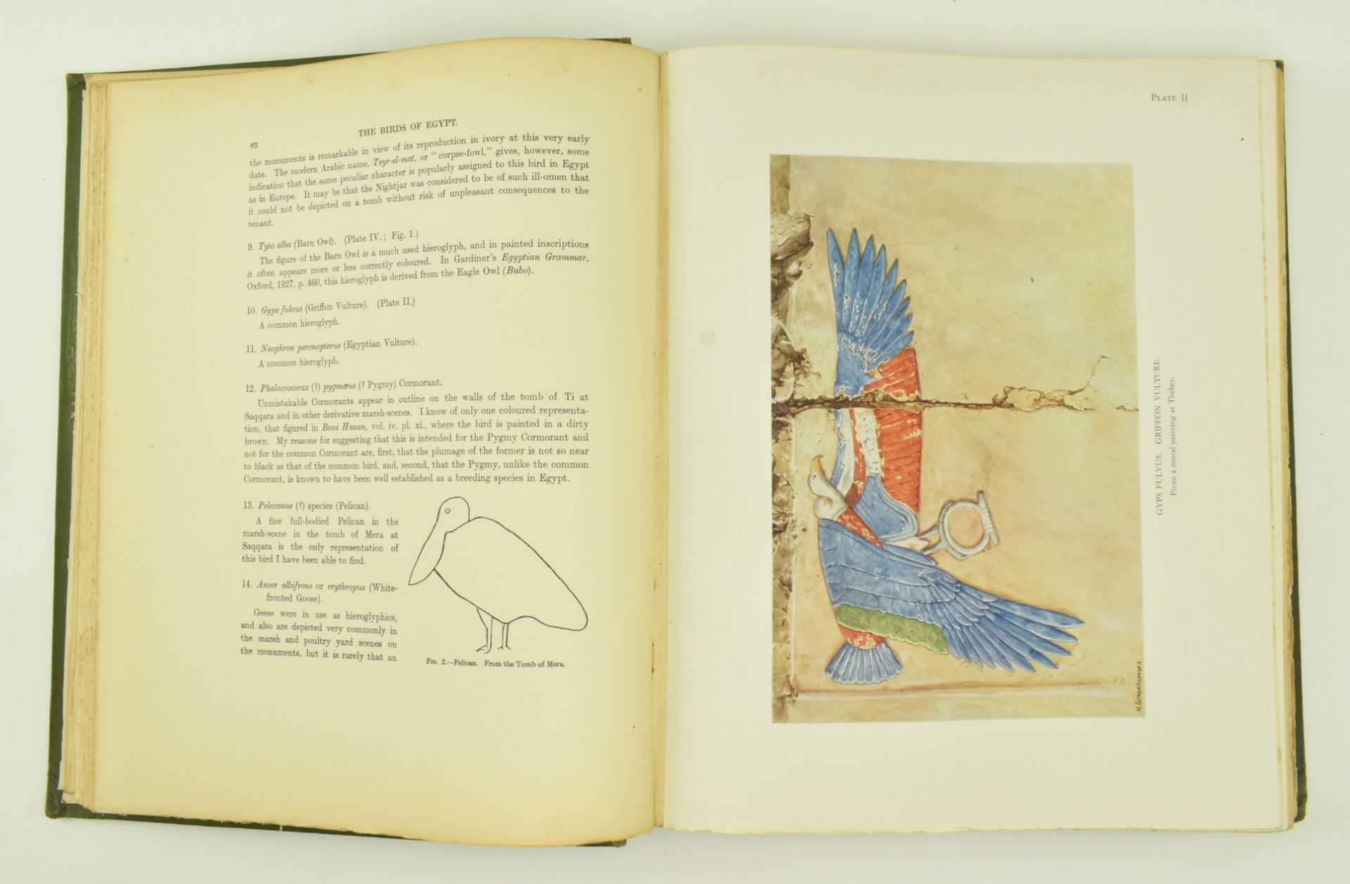 ORNITHOLOGY. 1930 NICOLL'S BIRDS OF EGYPT, R. MEINERTZHAGEN - Bild 4 aus 10