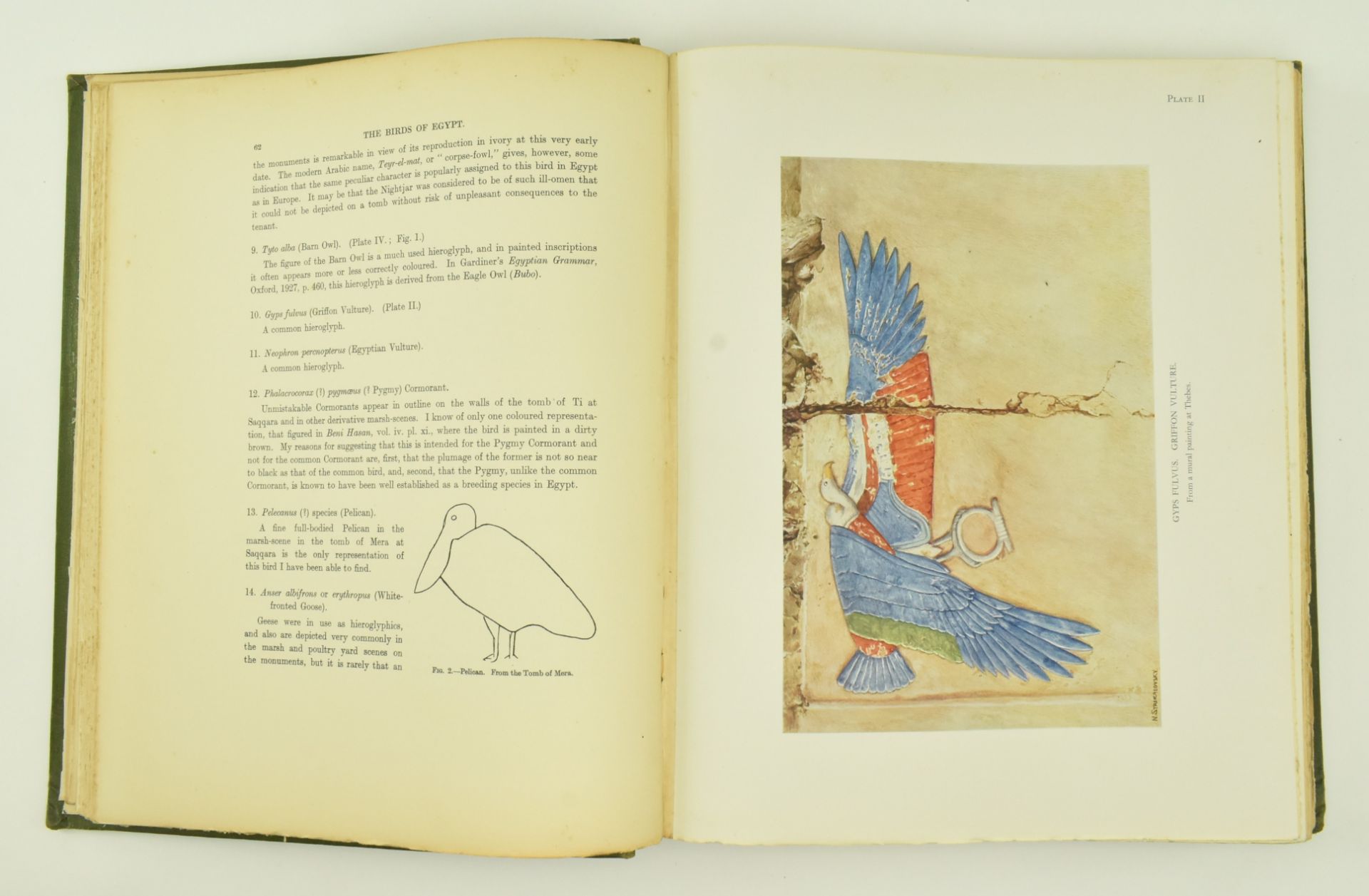 ORNITHOLOGY. 1930 NICOLL'S BIRDS OF EGYPT, R. MEINERTZHAGEN - Image 4 of 10