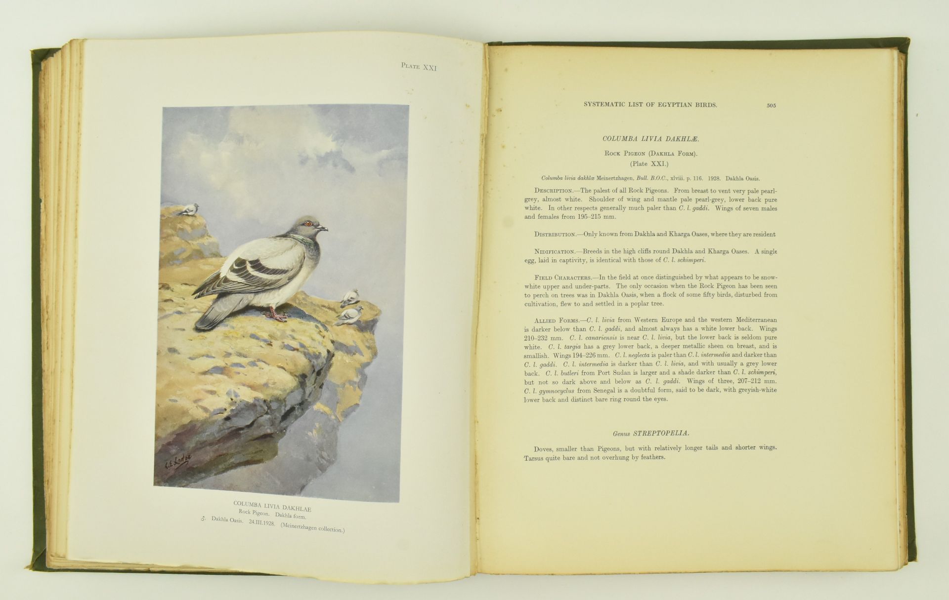 ORNITHOLOGY. 1930 NICOLL'S BIRDS OF EGYPT, R. MEINERTZHAGEN - Bild 9 aus 10