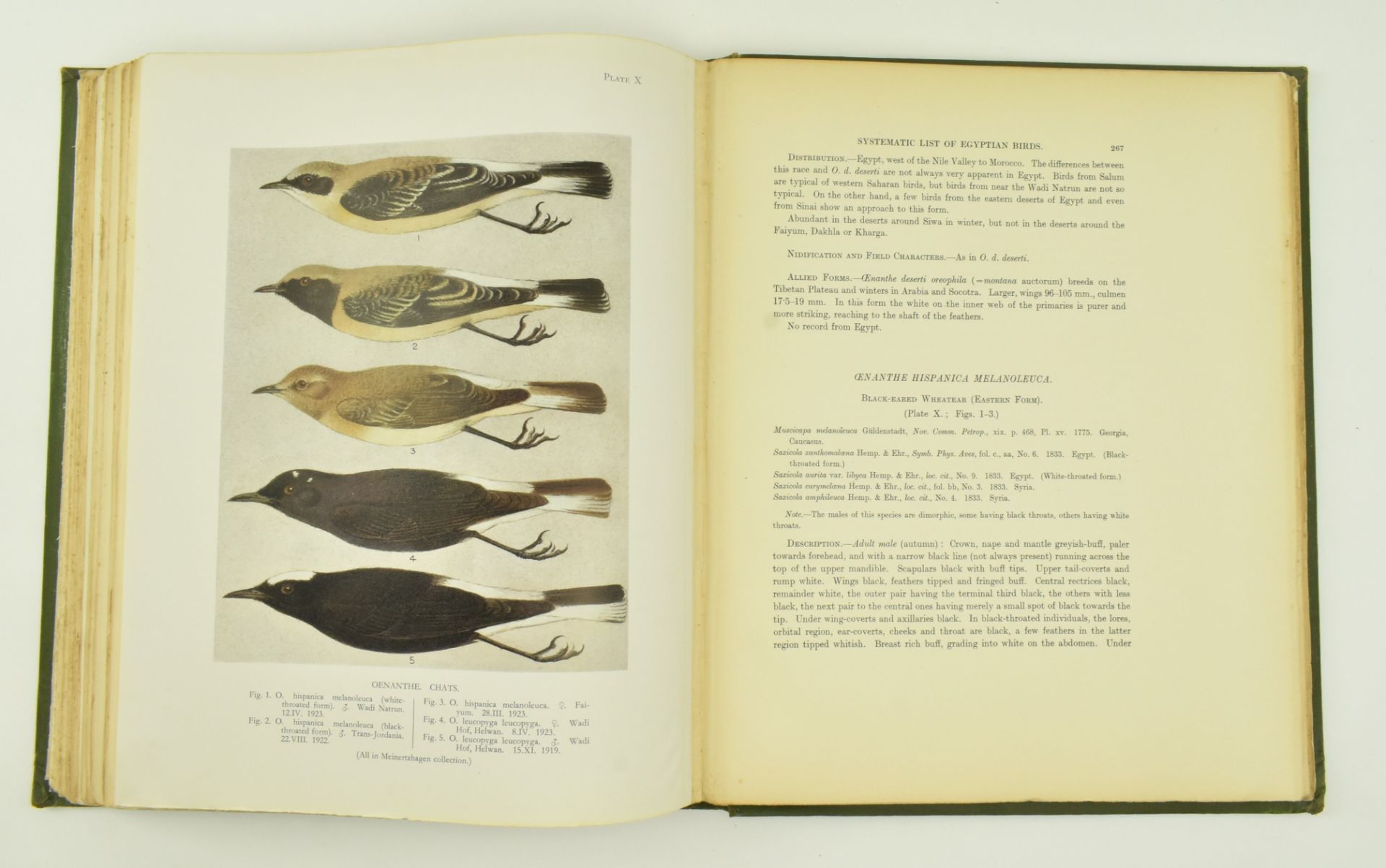 ORNITHOLOGY. 1930 NICOLL'S BIRDS OF EGYPT, R. MEINERTZHAGEN - Bild 6 aus 10