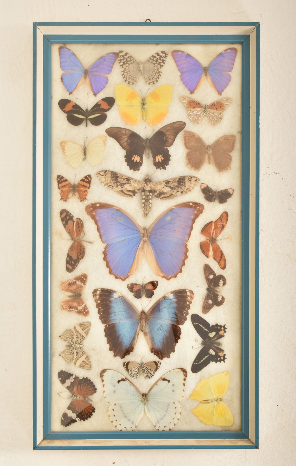 ENTOMOLOGY - COLLECTION OF TAXIDERMY BUTTERFLY SPECIMENS - Bild 2 aus 6