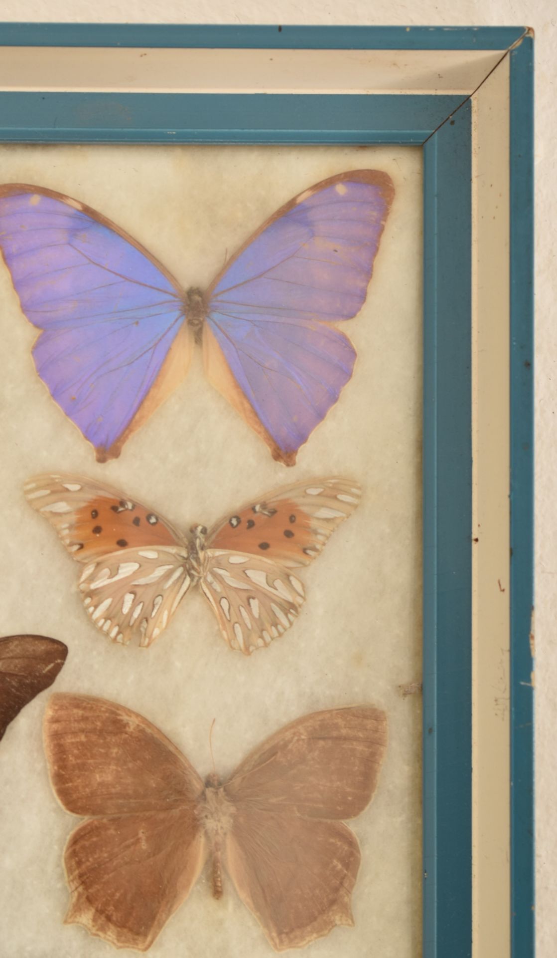ENTOMOLOGY - COLLECTION OF TAXIDERMY BUTTERFLY SPECIMENS - Image 3 of 6